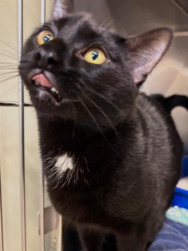 Enlarge Licorice, a Adoptable mixed breed in Fall River, MA image 4/4