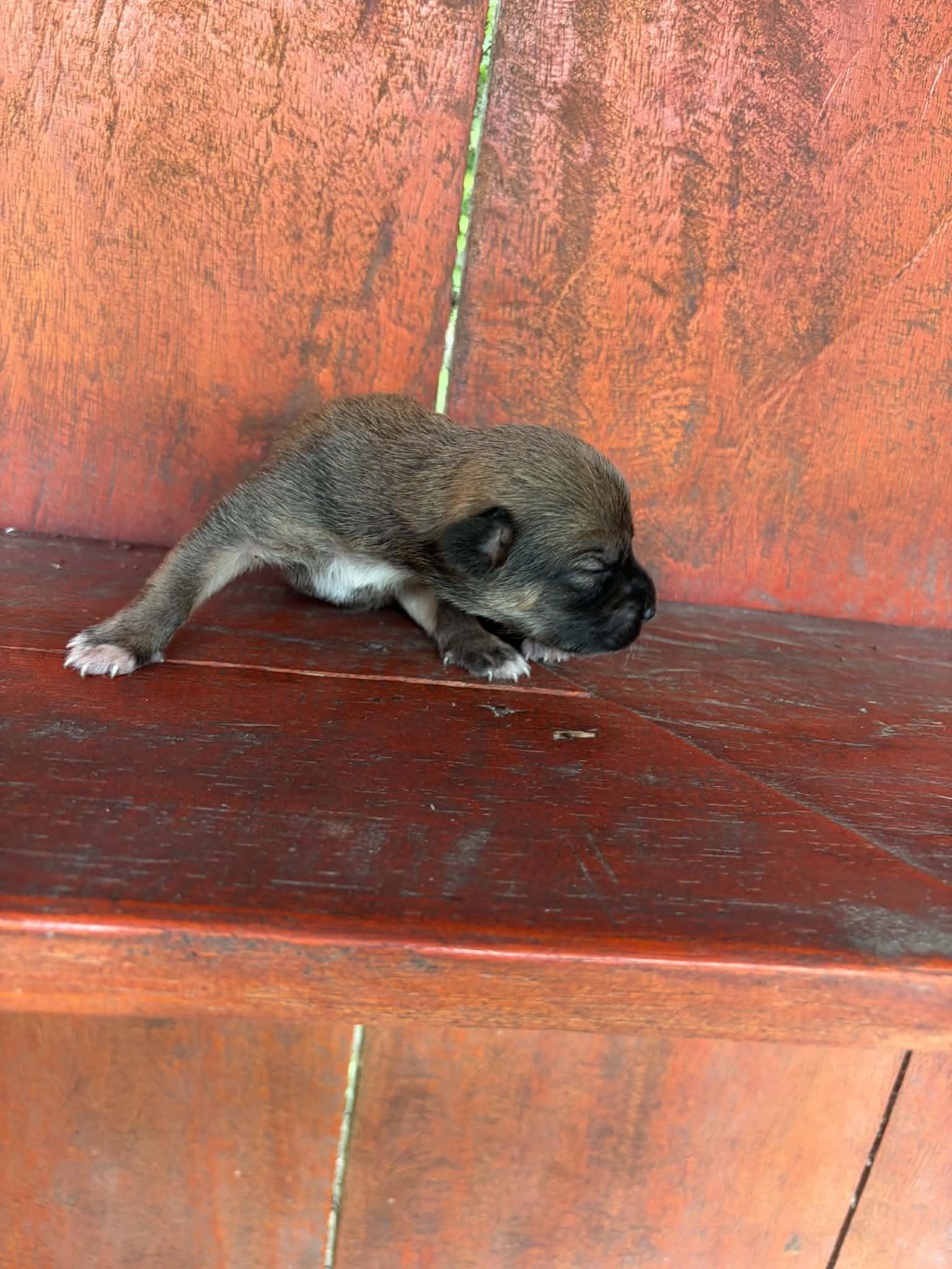 Viernes, adopted, Puppy Female Shorkie.