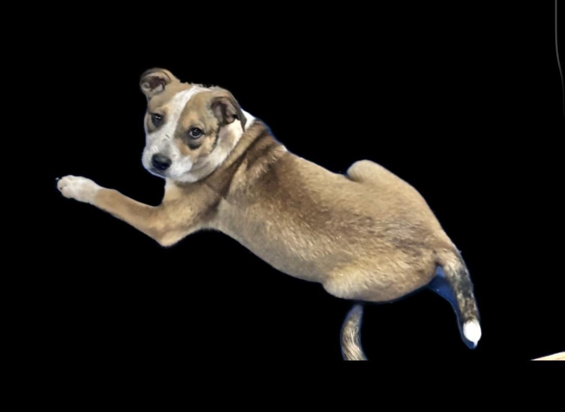 Enlarge Angel 1, a Adoptable Australian Cattle Dog / Blue Heeler in Manchester, CT image 1/2