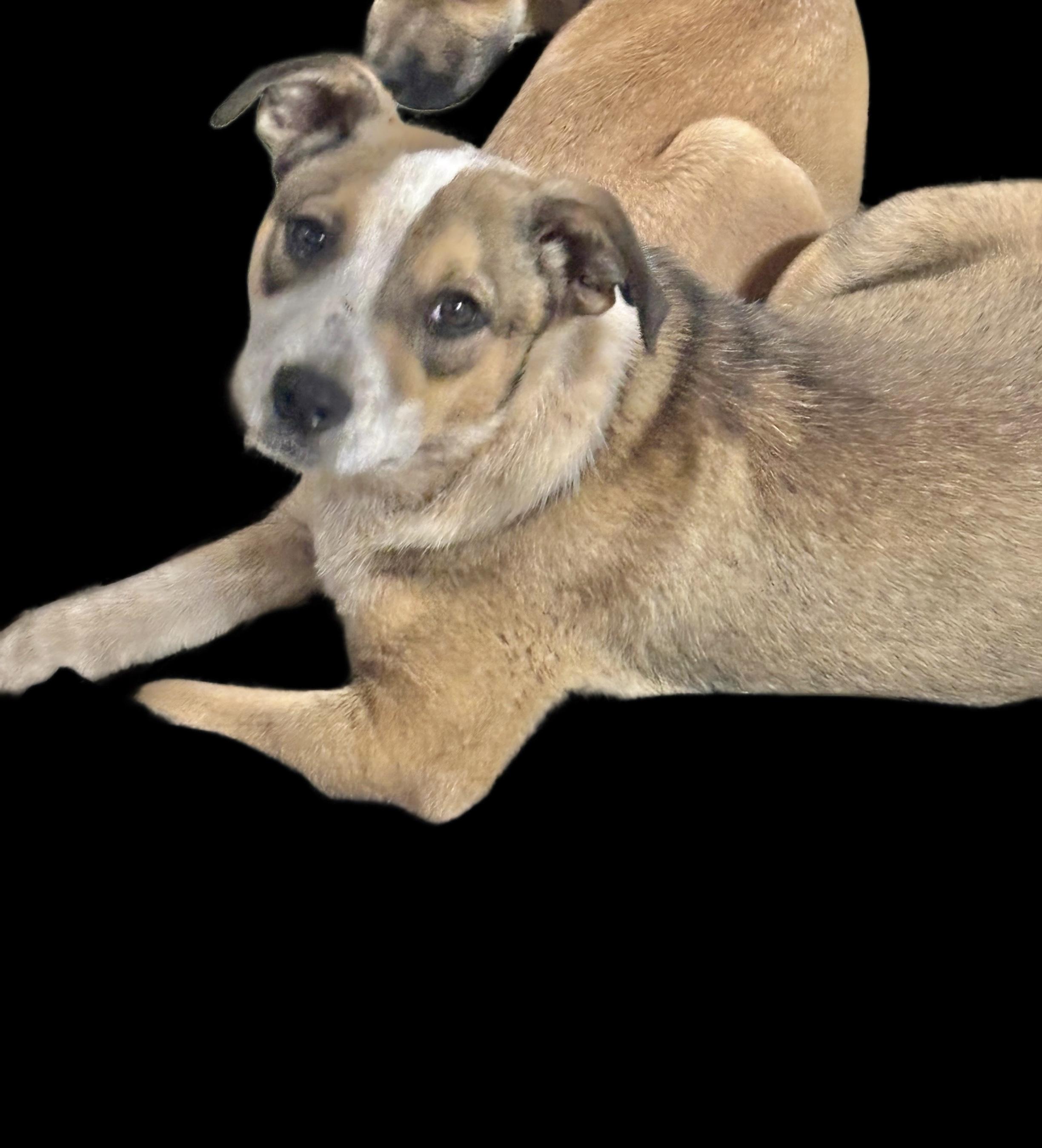 Enlarge Angel 1, a Adoptable Australian Cattle Dog / Blue Heeler in Manchester, CT image 2/2