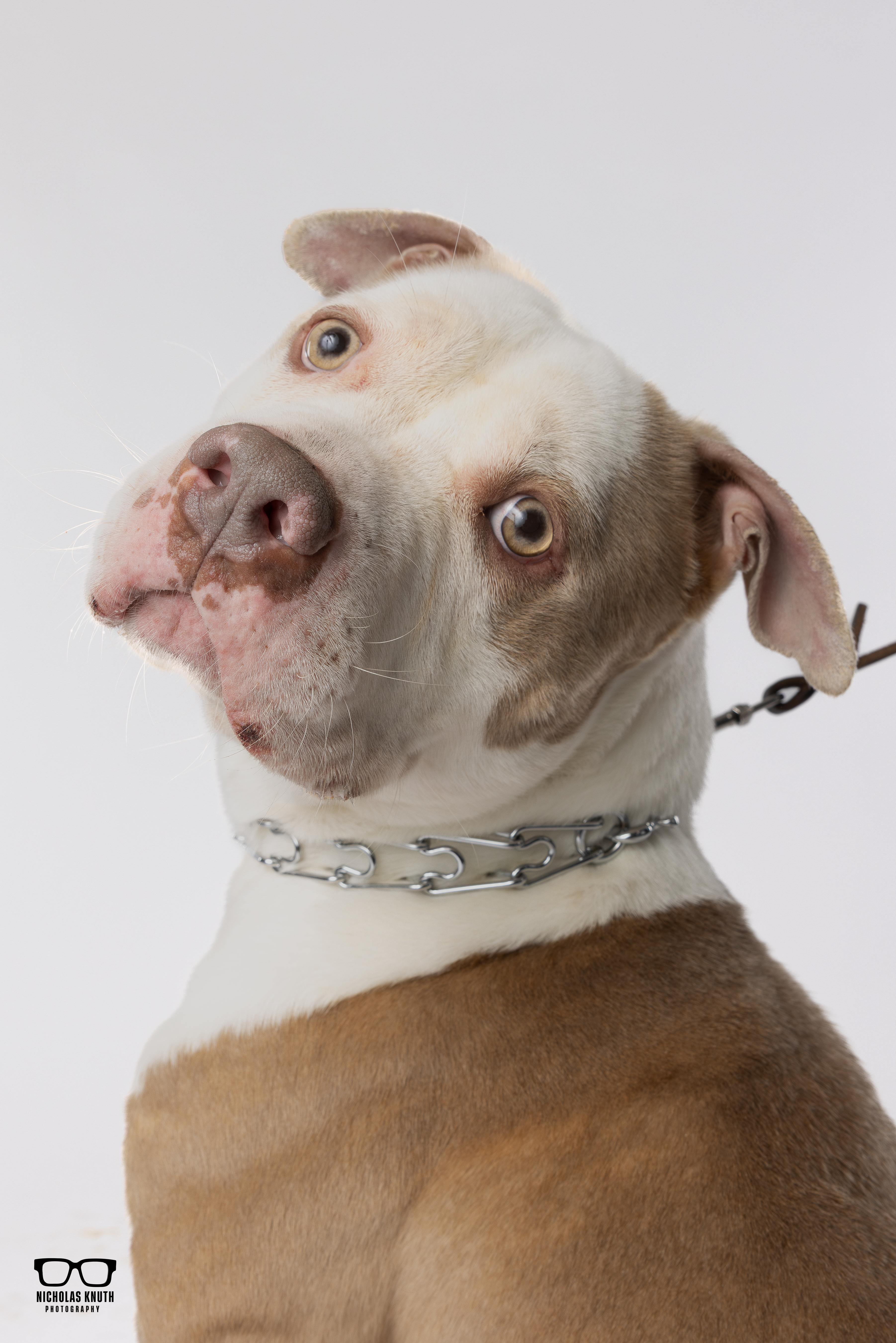 Enlarge Brutus, a ADOPTABLE Pit Bull Terrier in Palatine, IL image 5/5