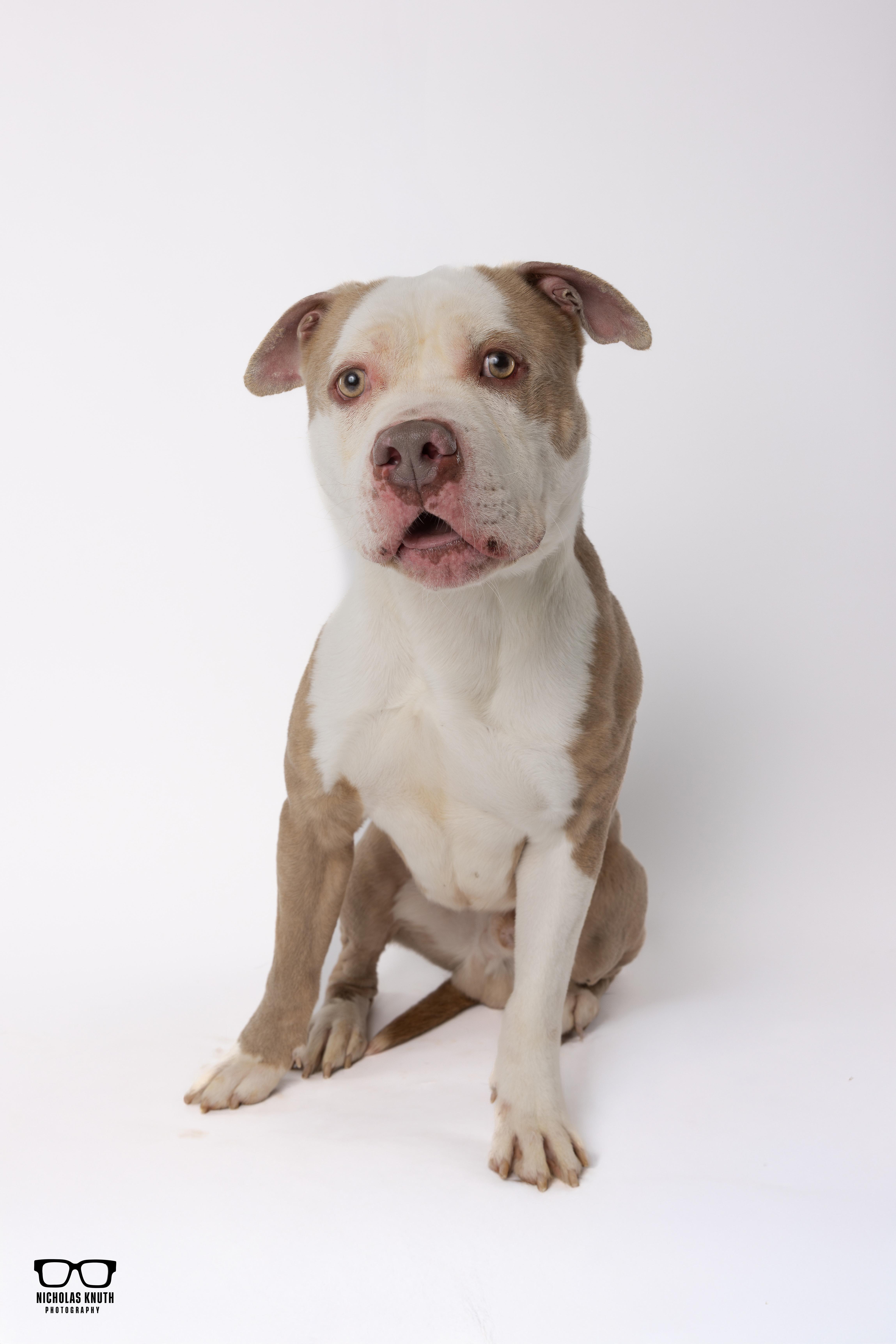 Enlarge Brutus, a ADOPTABLE Pit Bull Terrier in Palatine, IL image 3/5
