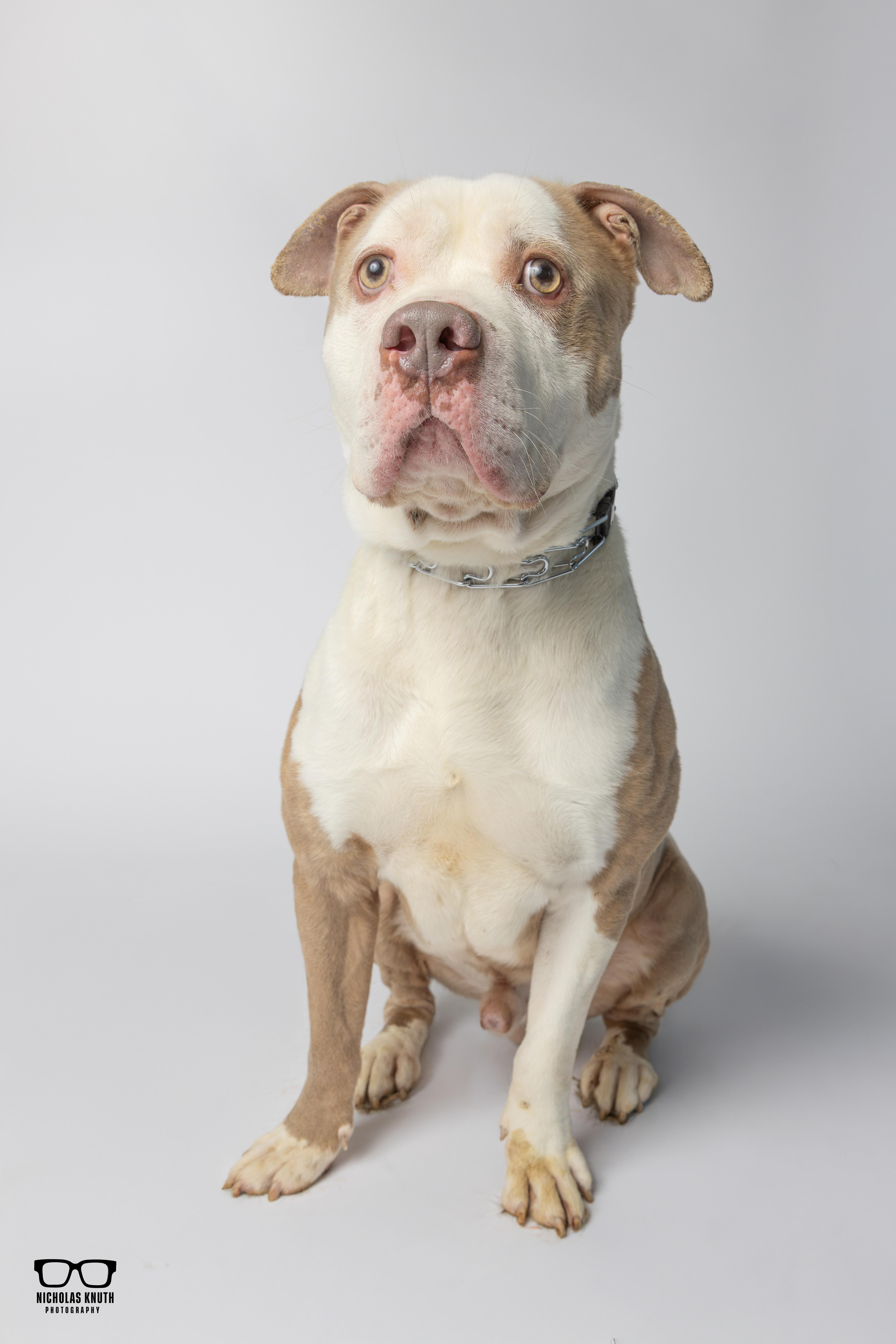 Enlarge Brutus, a ADOPTABLE Pit Bull Terrier in Palatine, IL image 6/6