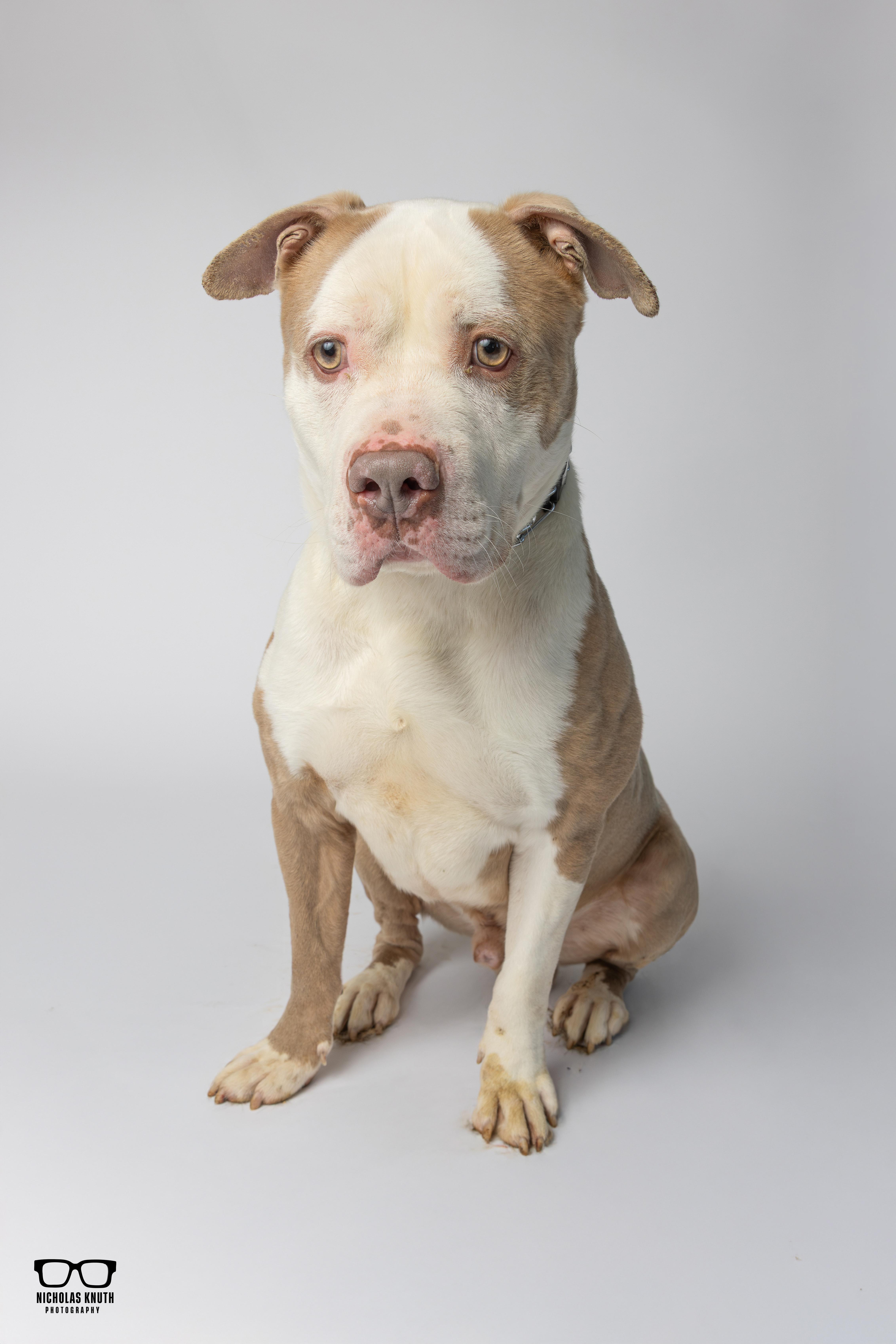 Enlarge Brutus, a ADOPTABLE Pit Bull Terrier in Palatine, IL image 4/6
