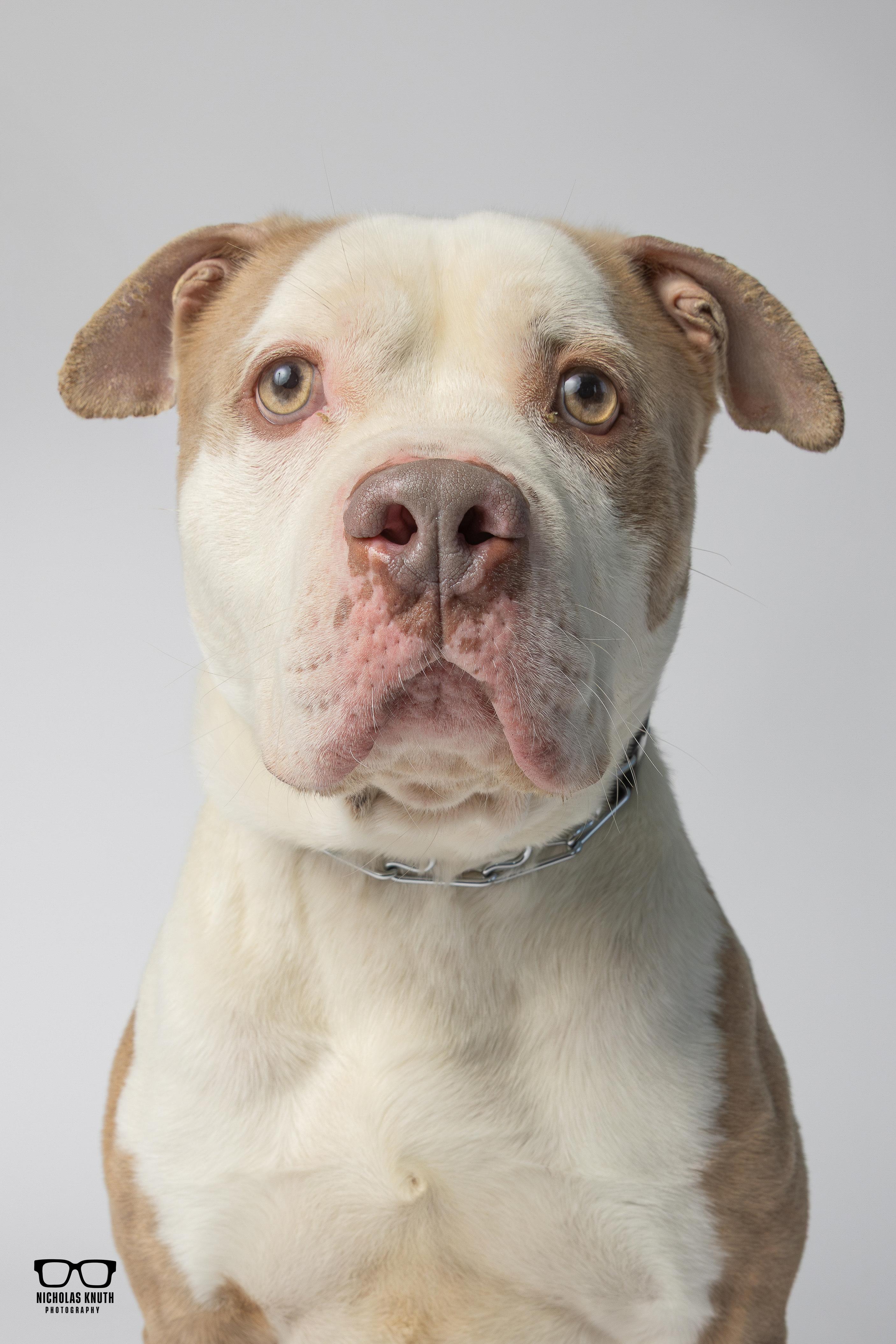 Enlarge Brutus, a ADOPTABLE Pit Bull Terrier in Palatine, IL image 2/6