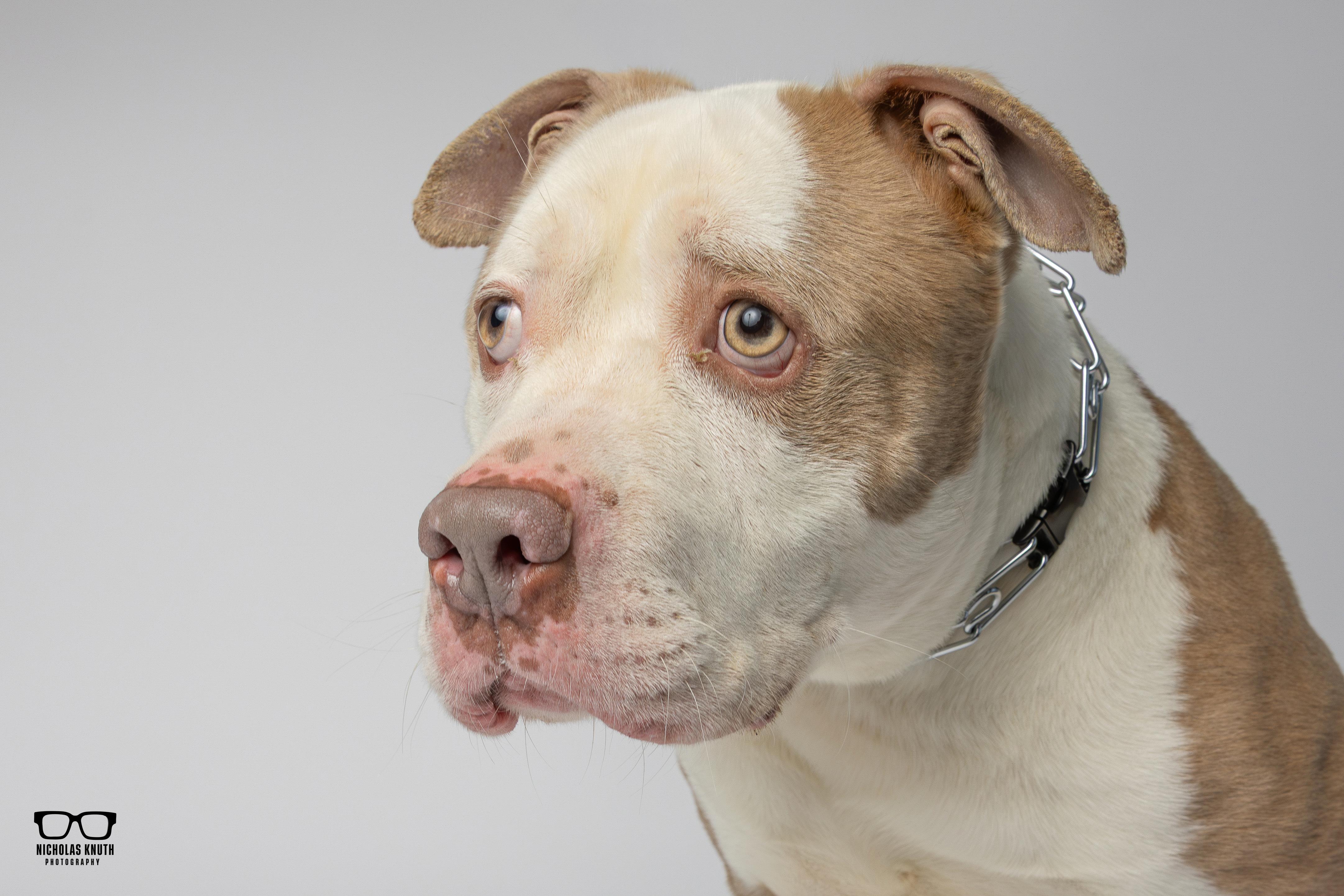 Enlarge Brutus, a ADOPTABLE Pit Bull Terrier in Palatine, IL image 3/6