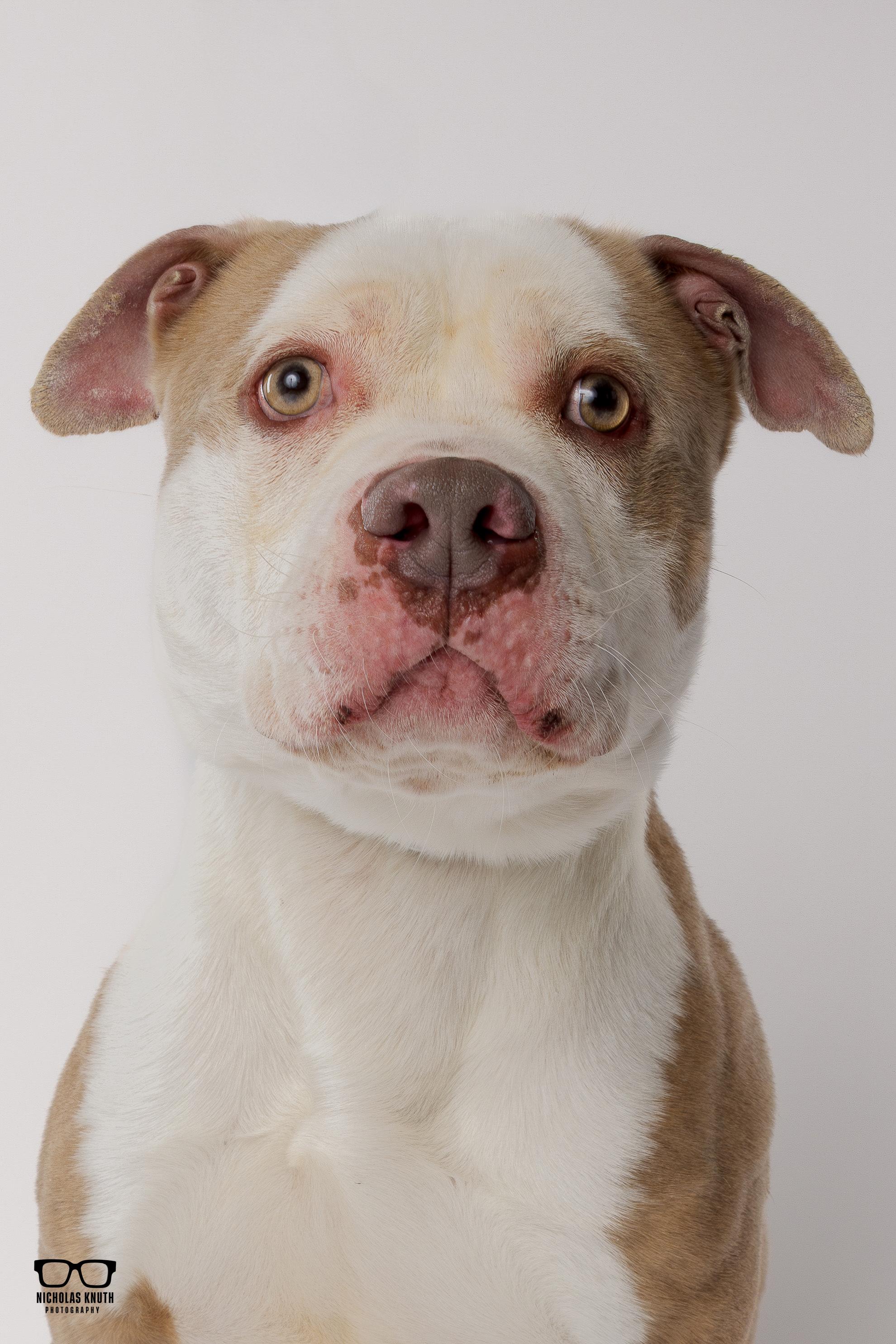 Brutus, ADOPTABLE, Adult Male Pit Bull Terrier.