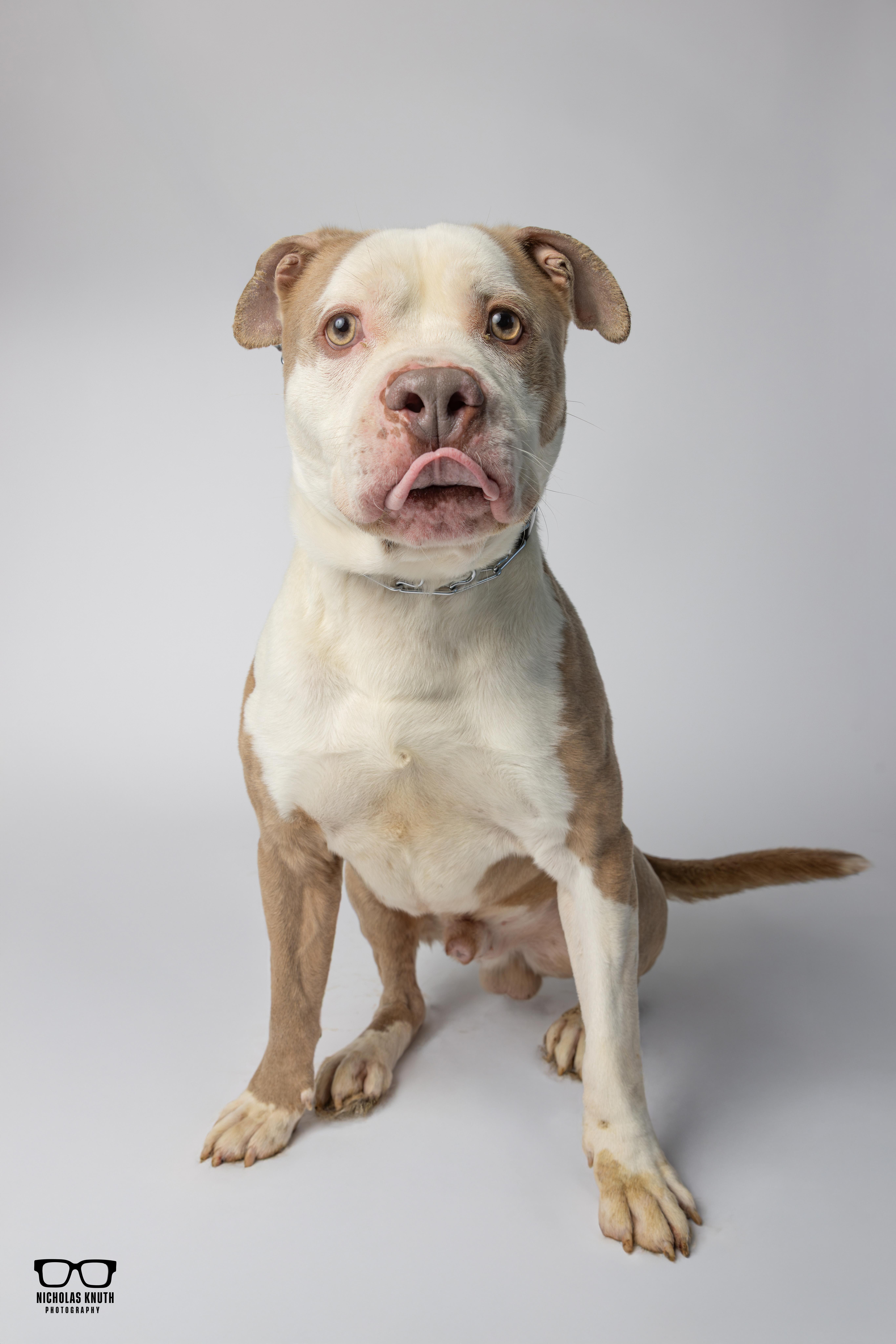 Enlarge Brutus, a ADOPTABLE Pit Bull Terrier in Palatine, IL image 1/6