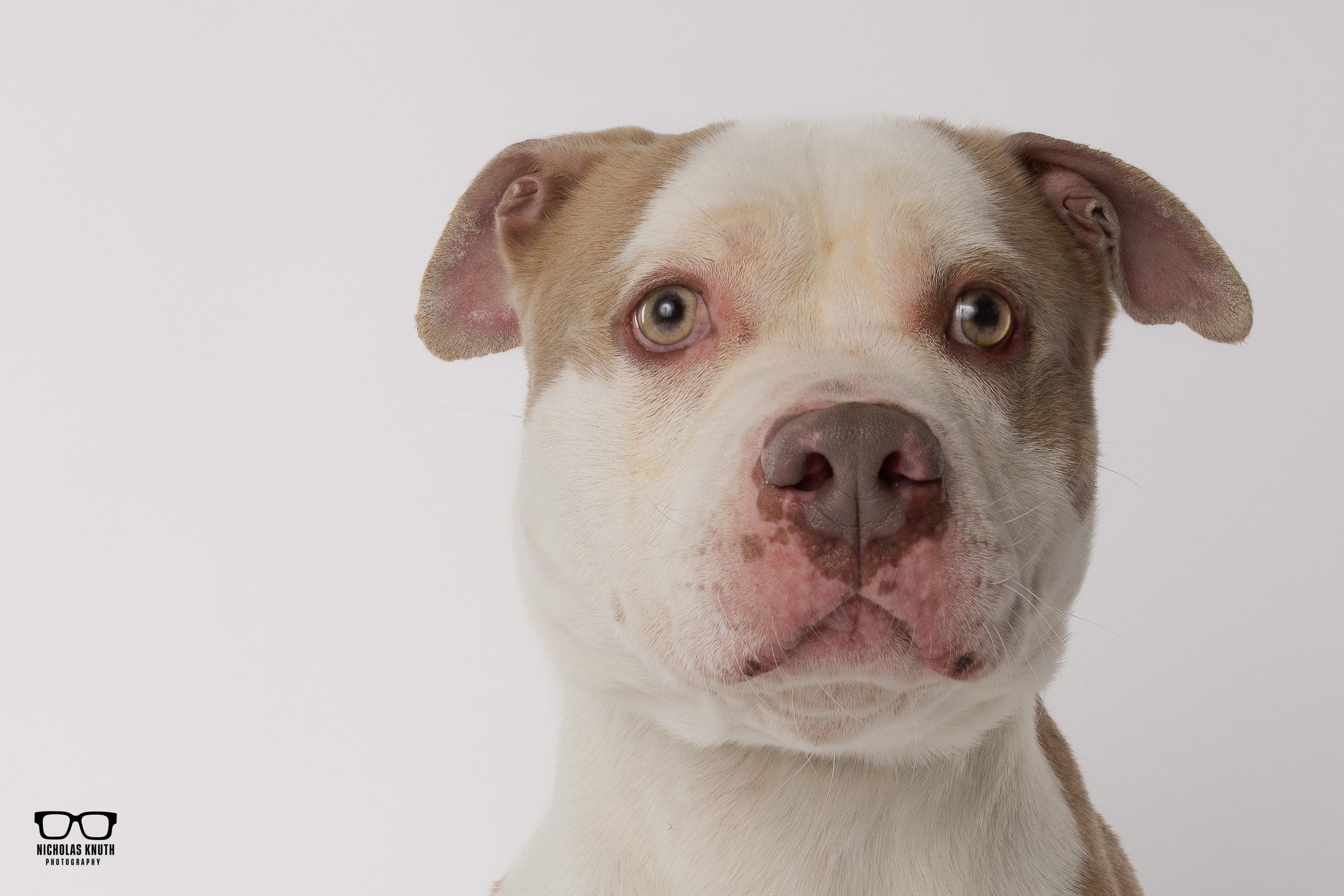 Enlarge Brutus, a ADOPTABLE Pit Bull Terrier in Palatine, IL image 2/5