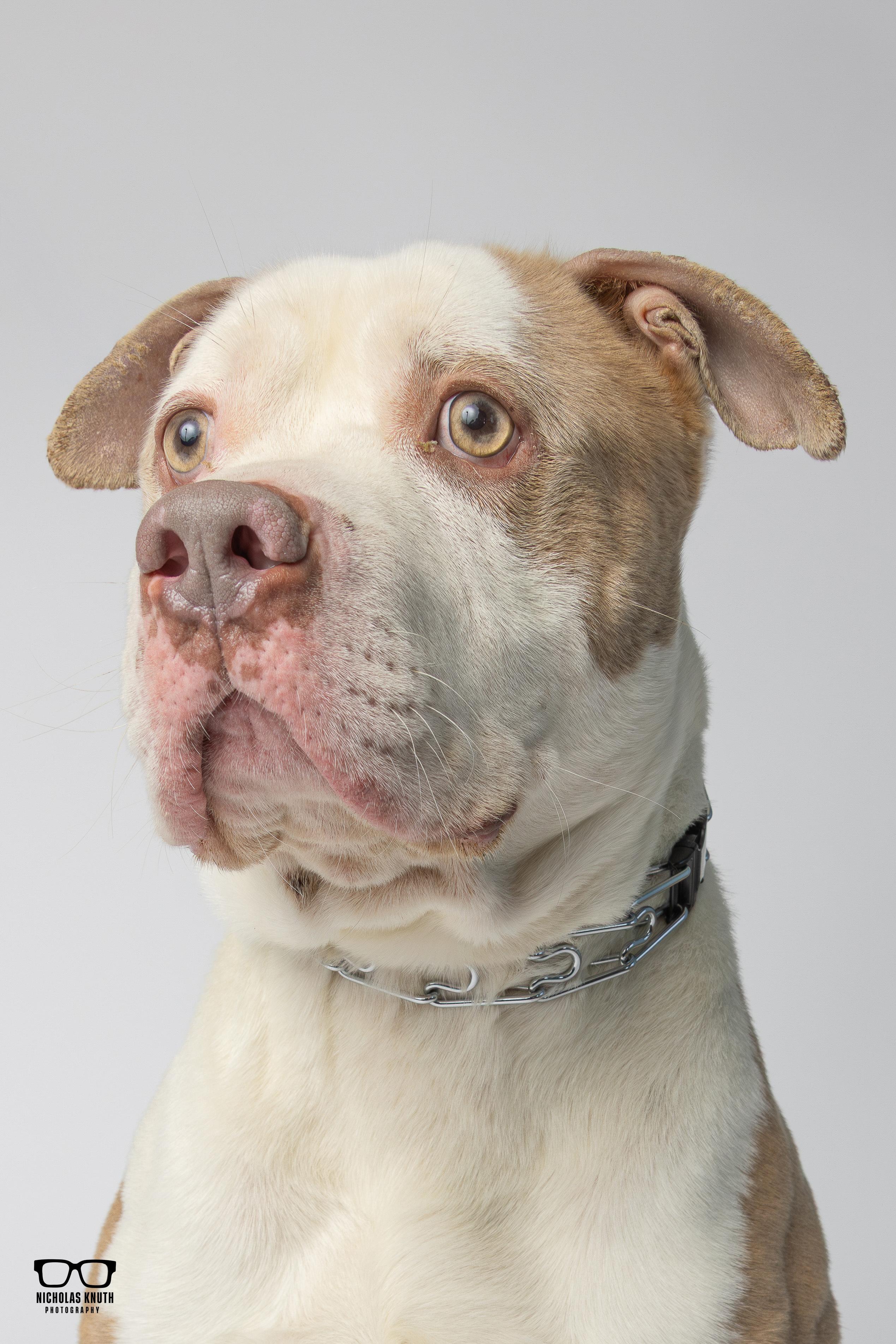 Enlarge Brutus, a ADOPTABLE Pit Bull Terrier in Palatine, IL image 5/6