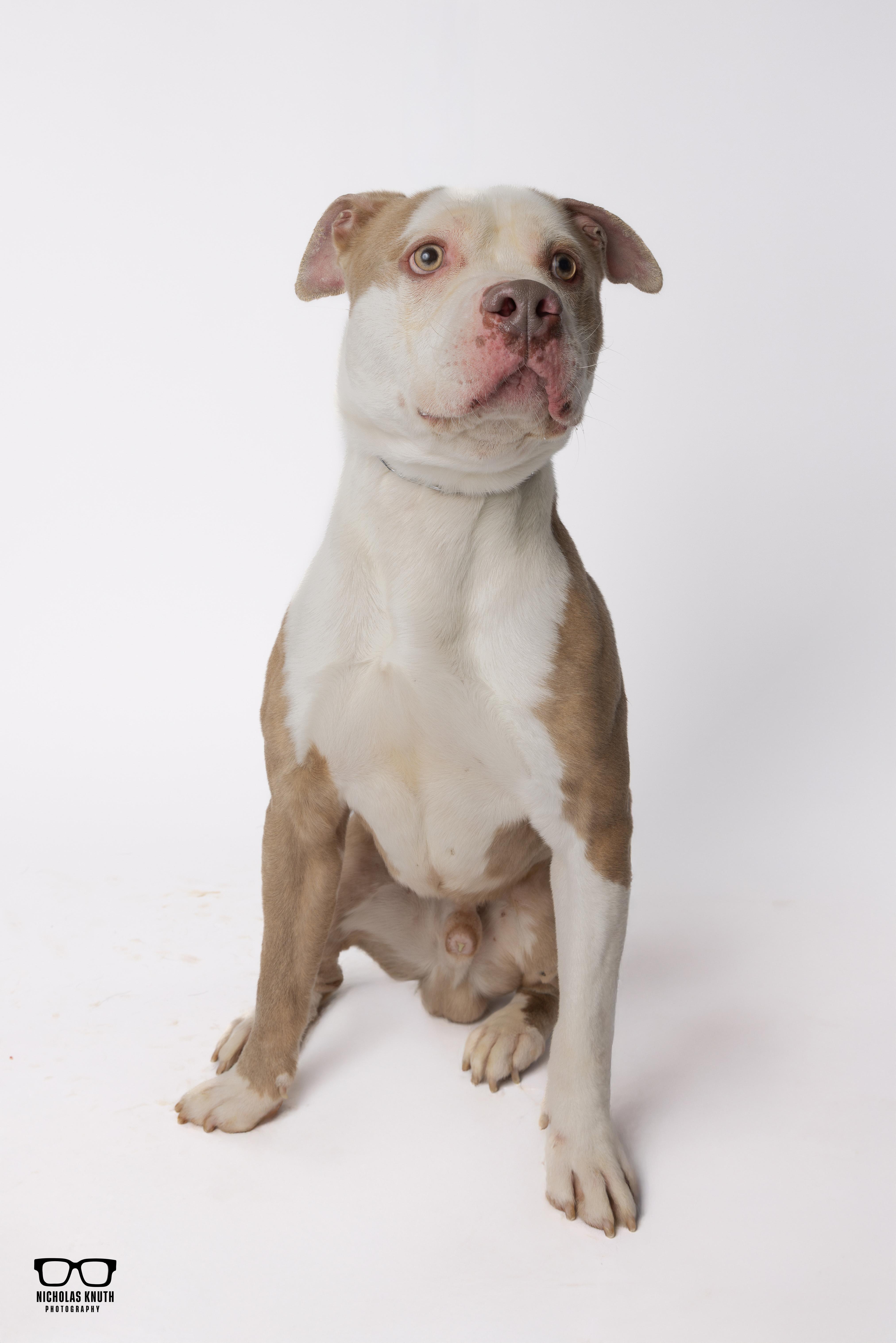 Enlarge Brutus, a ADOPTABLE Pit Bull Terrier in Palatine, IL image 4/5
