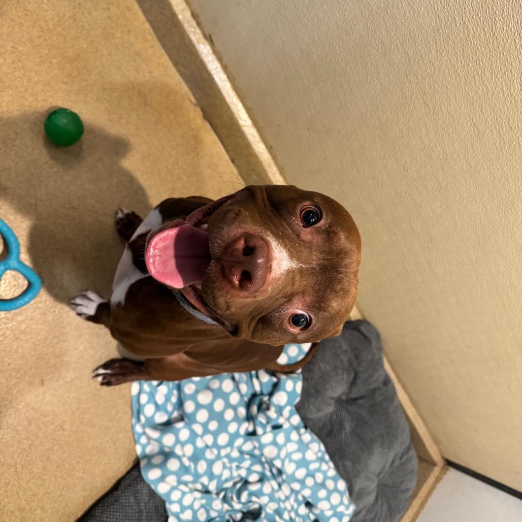 Enzo(C000-072)-Chino Hills Location, Adoptable, Adult Male Pit Bull Terrier.