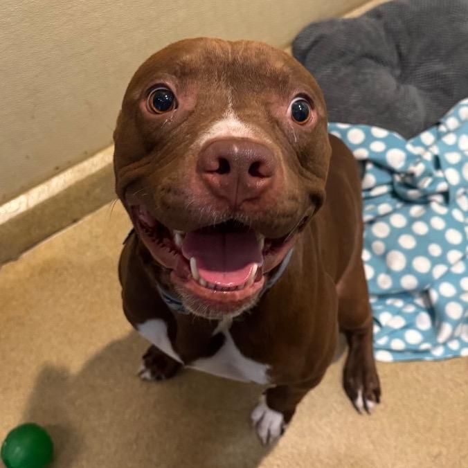 Enlarge Enzo(C000-072)-Chino Hills Location, a Adoptable Pit Bull Terrier in Chino Hills, CA image 2/6
