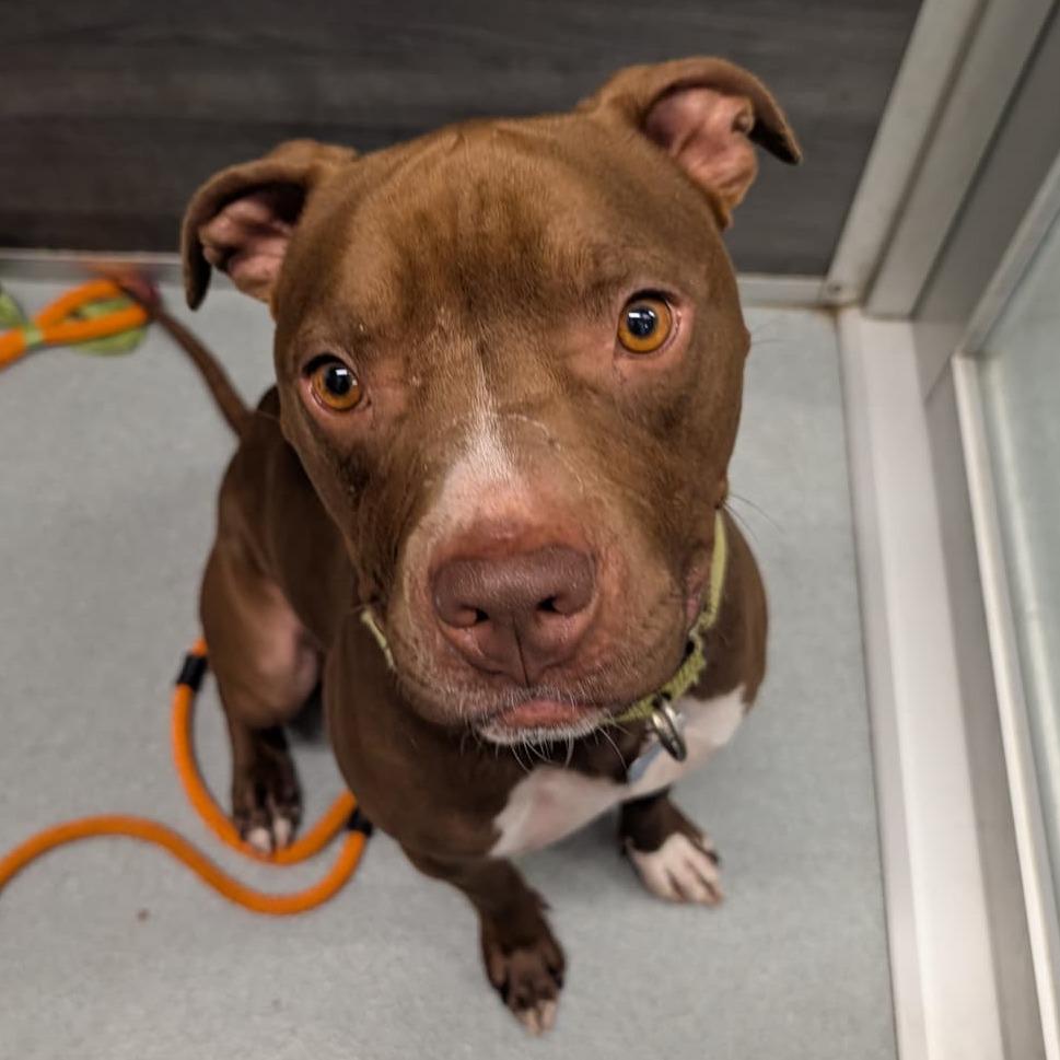 Enlarge Enzo(C000-072)-City of Industry, a Adoptable Pit Bull Terrier in Chino Hills, CA image 3/6