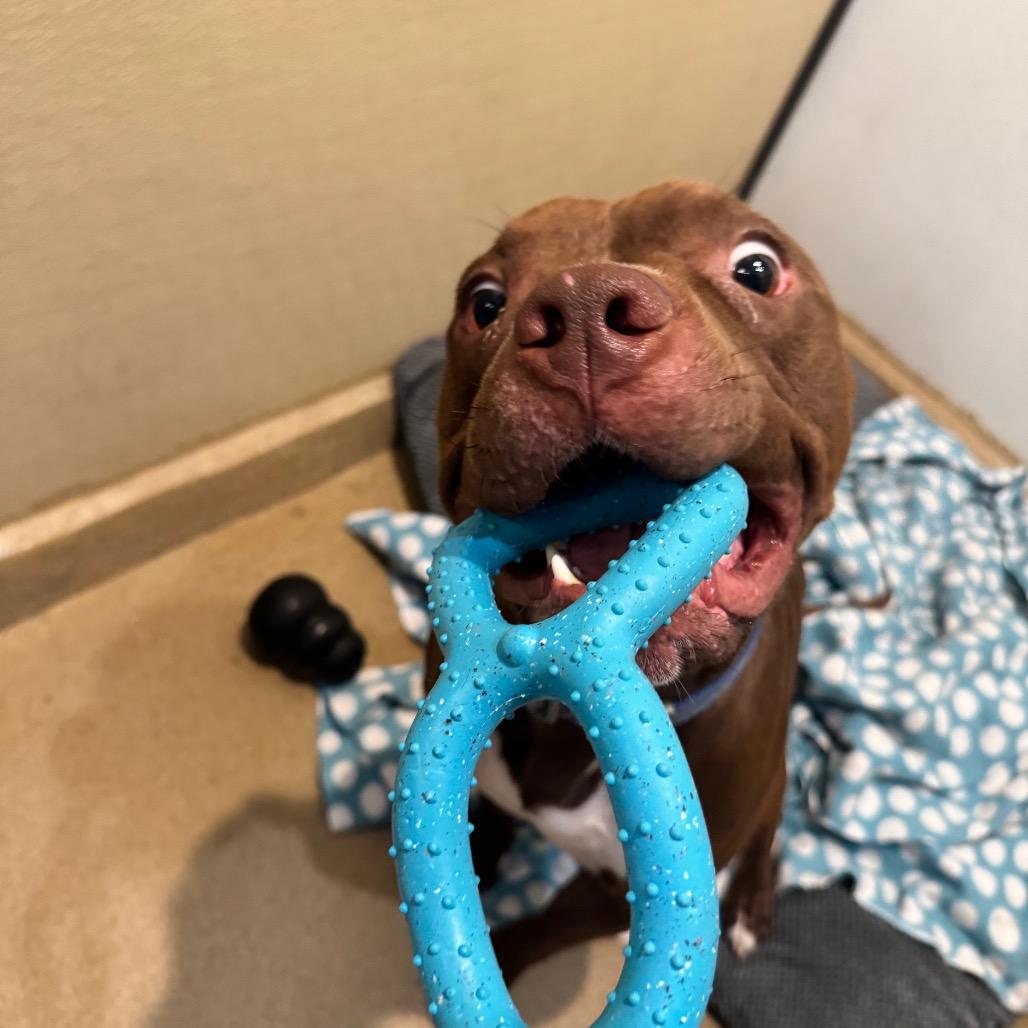 Enlarge Enzo(C000-072)-Chino Hills Location, a Adoptable Pit Bull Terrier in Chino Hills, CA image 3/6