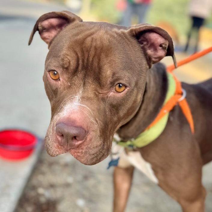 Enlarge Enzo(C000-072) - Chino Hills Location, a Adoptable Pit Bull Terrier in Chino Hills, CA image 4/6