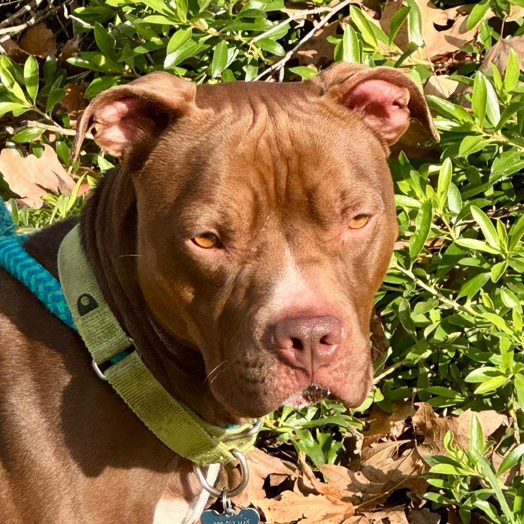 Enlarge Enzo(C000-072)-Chino Hills Location, a Adoptable Pit Bull Terrier in Chino Hills, CA image 4/6