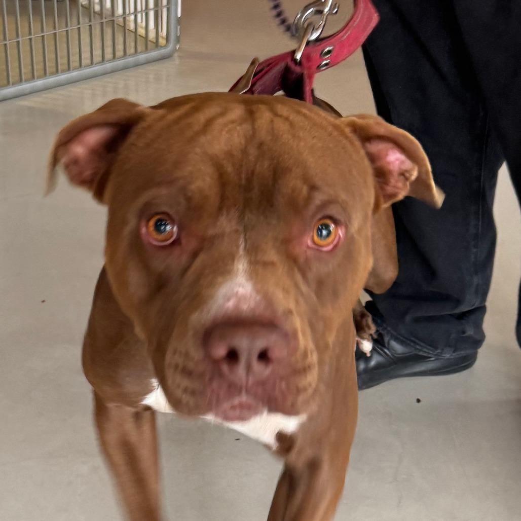 Enlarge Enzo(C000-072)-Chino Hills Location, a Adoptable Pit Bull Terrier in Chino Hills, CA image 5/6