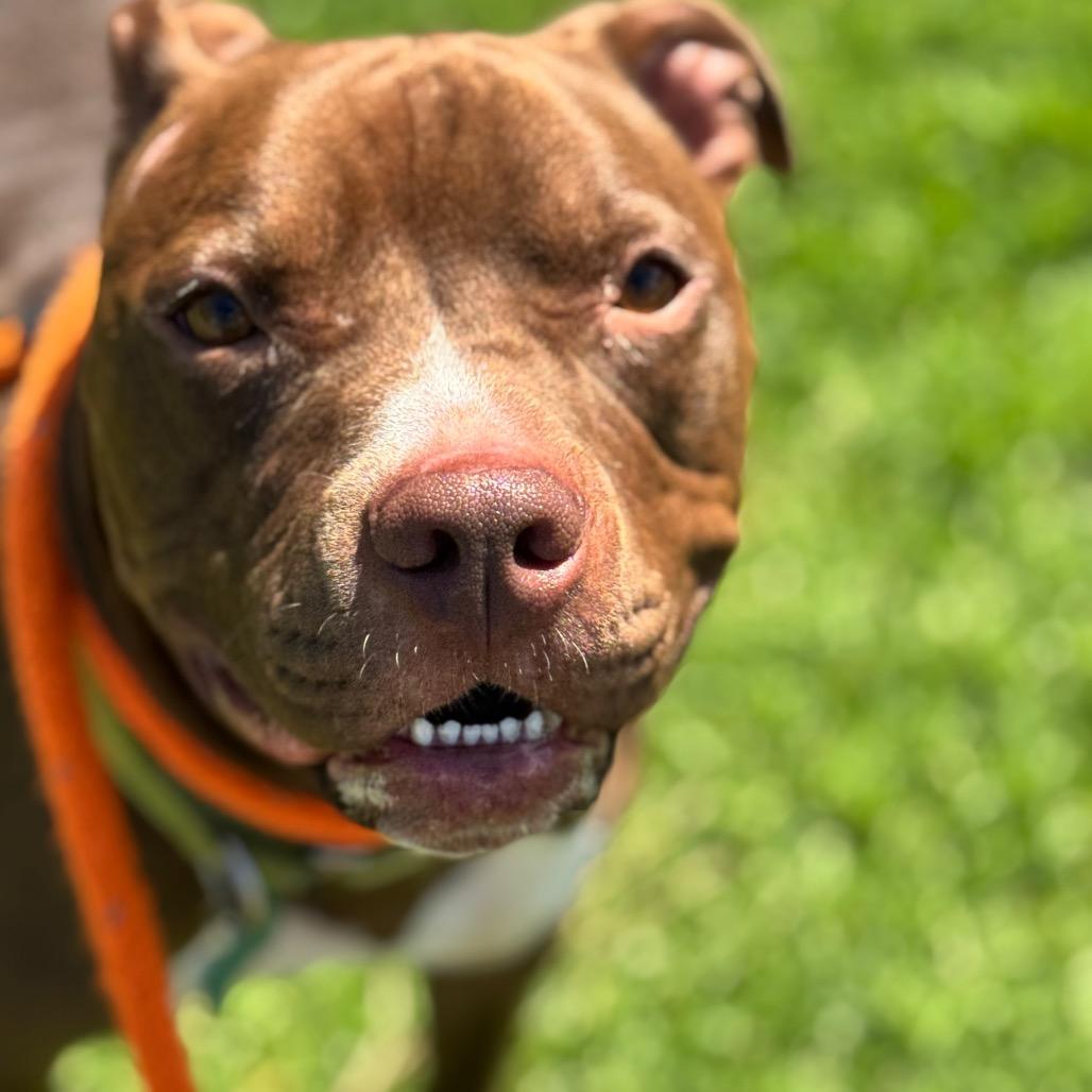 Enlarge Enzo(C000-072) - City Of Industry, a Adoptable Pit Bull Terrier in Chino Hills, CA image 6/6
