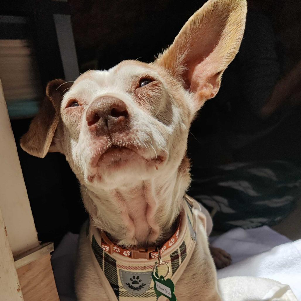 Fillmore Jazz 14093, Adoptable, Senior Male Beagle & Chihuahua.