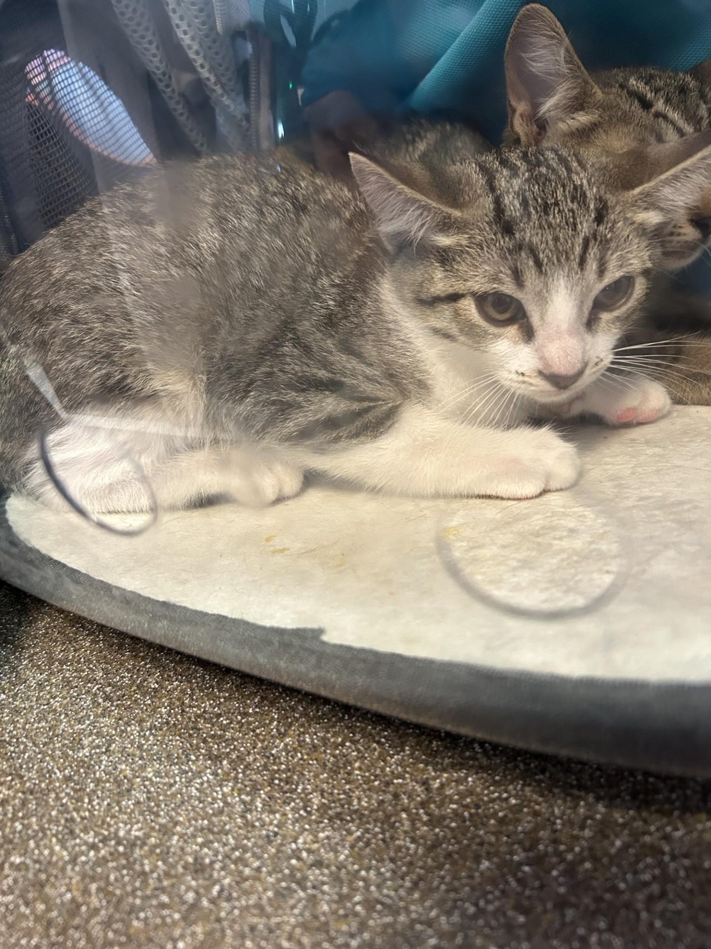 Skittles A213575
