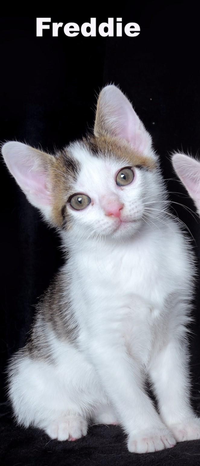 Enlarge Freddie, a Adopted Domestic Short Hair in Van Nuys, CA image 1/1