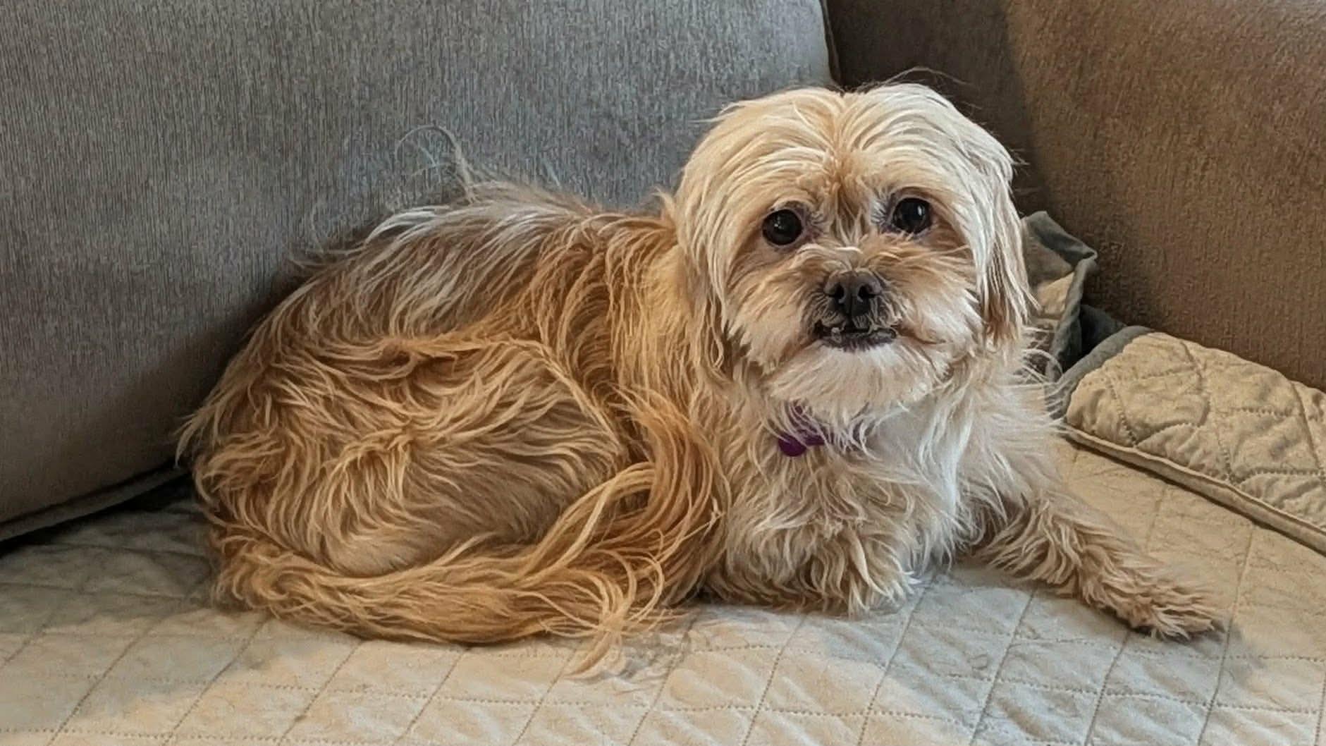 Sandy, an adopted mixed breed in Whitewater, WI image 3/5