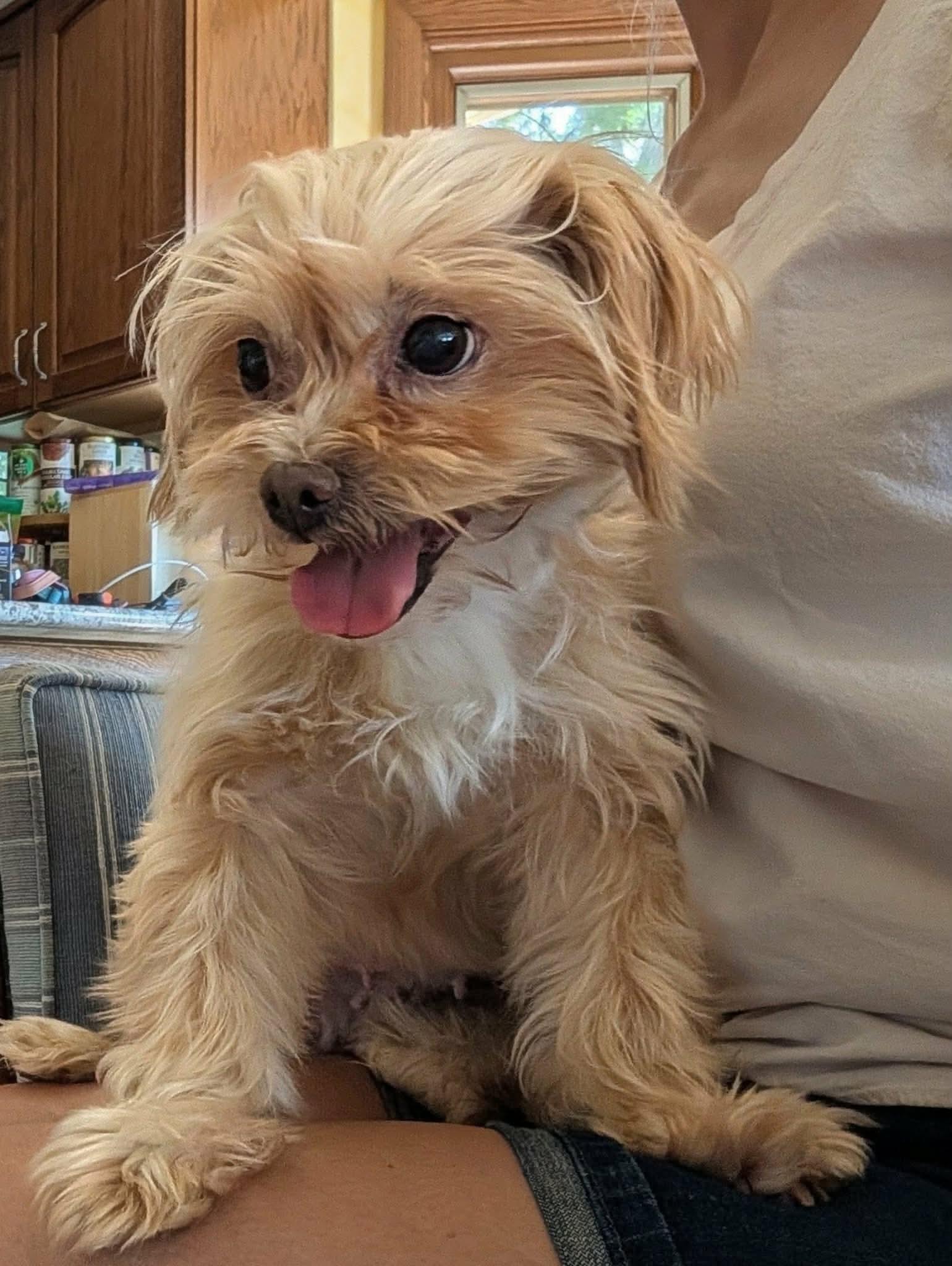 Sandy, adopted, Adult Female Shih Tzu & Yorkshire Terrier.