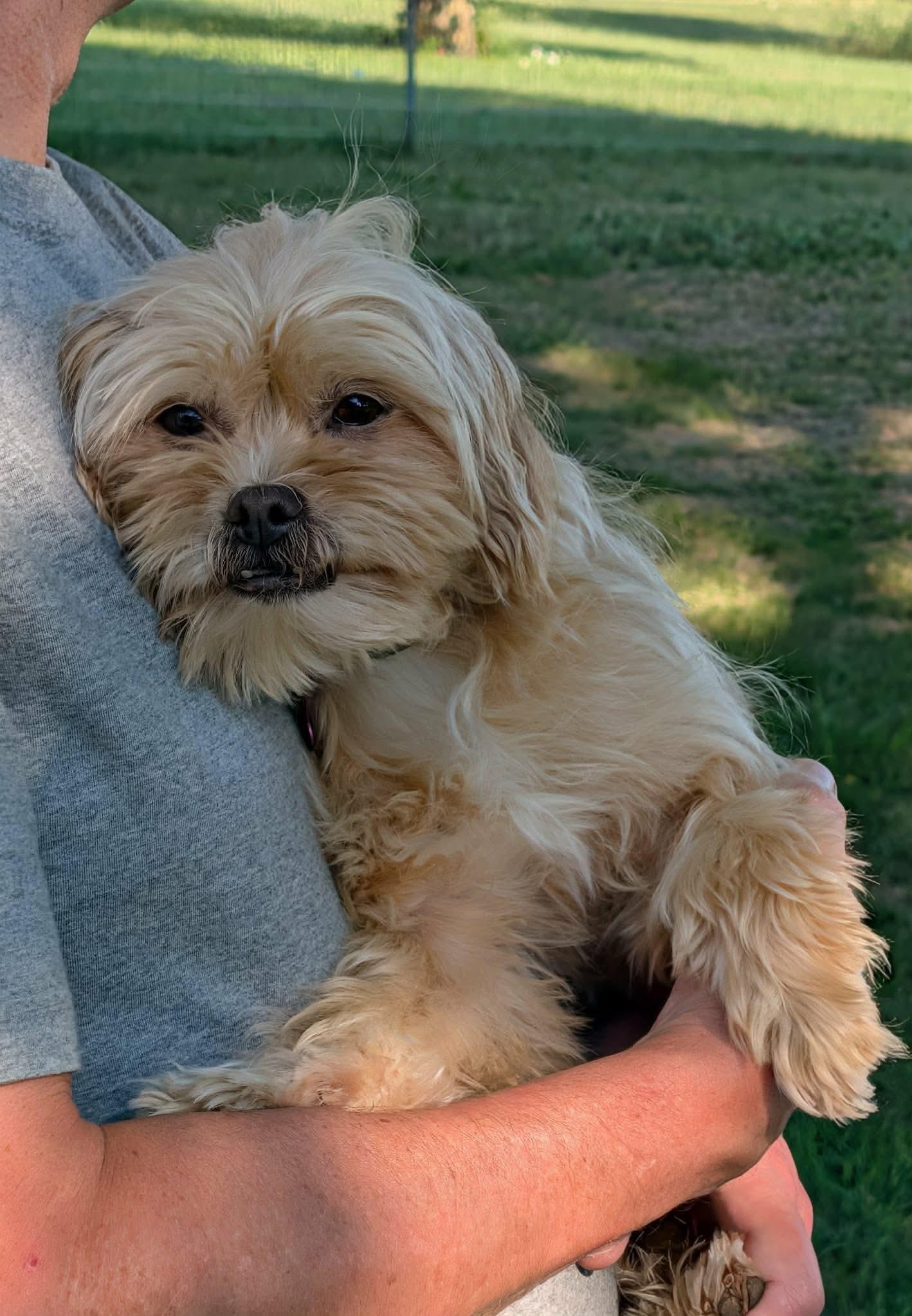 Sandy, an adopted mixed breed in Whitewater, WI image 4/5