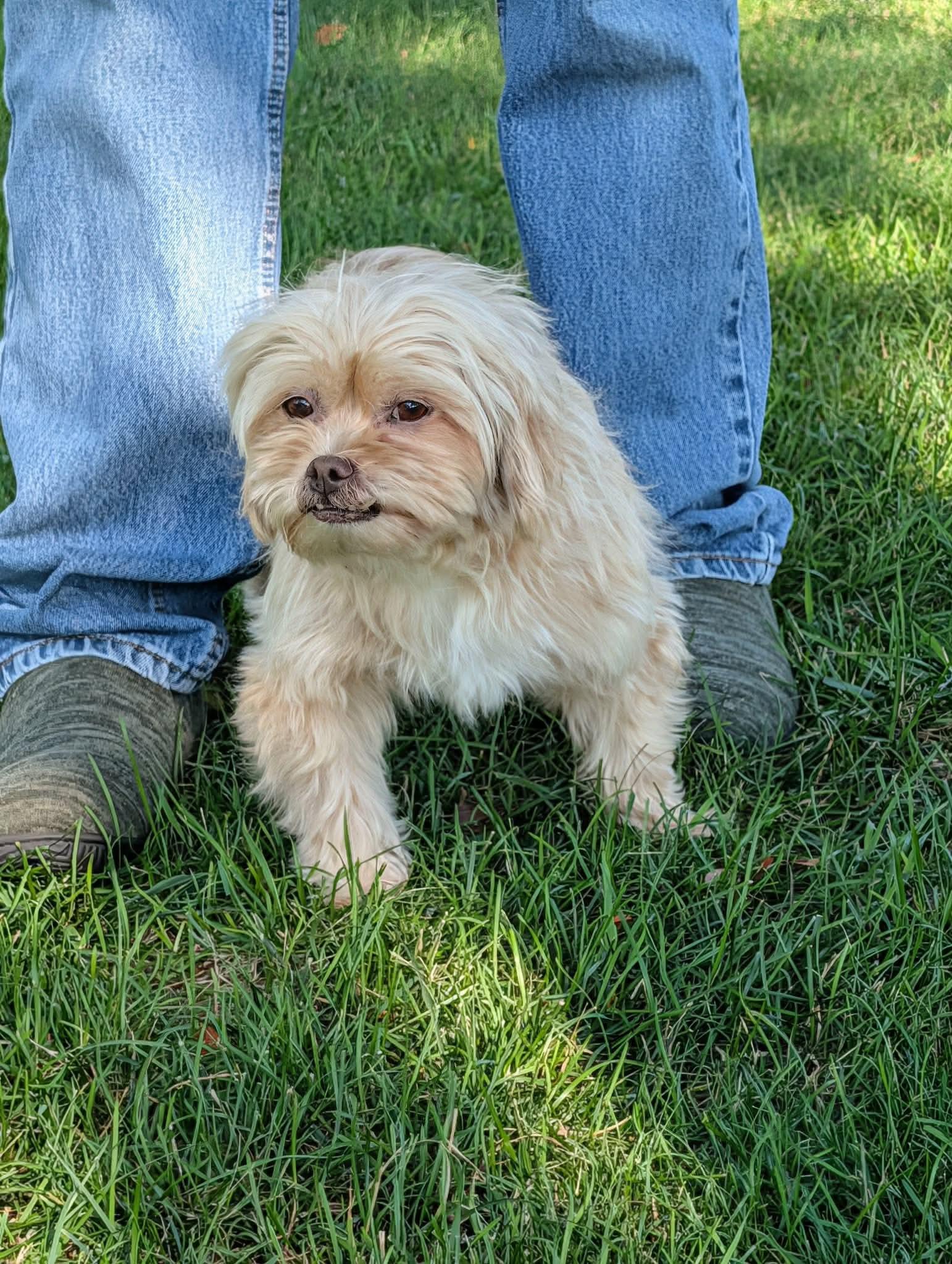 Sandy, an adopted mixed breed in Whitewater, WI image 2/5