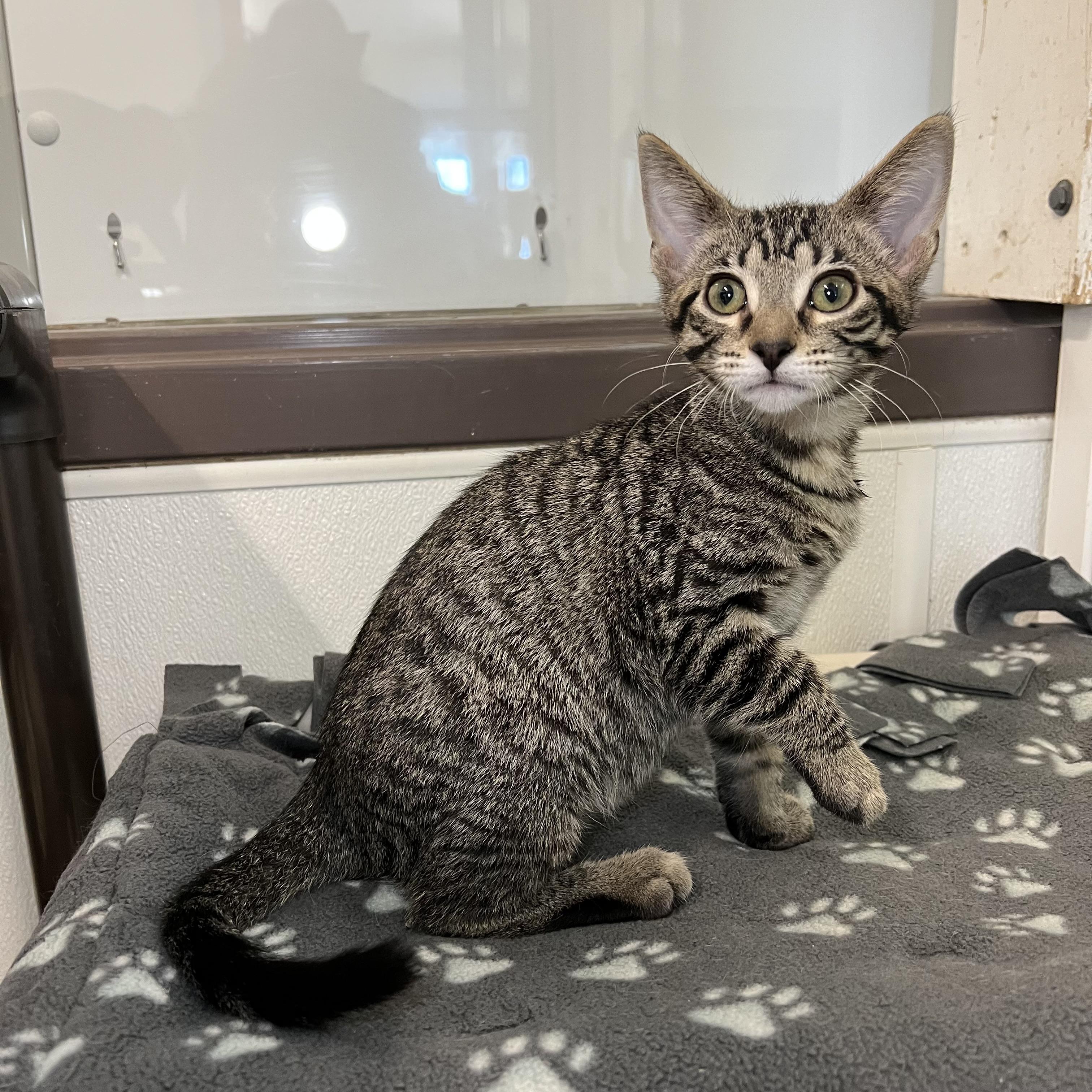 Johnny - At PetSmart in Mankato