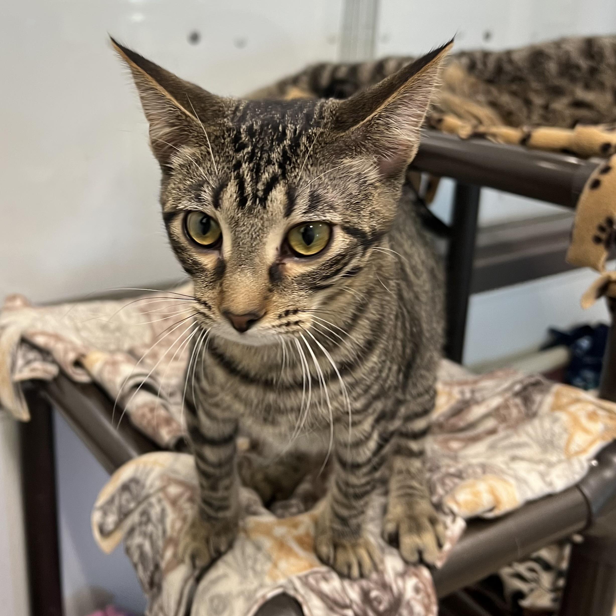 Johnny, a Adoptable Domestic Short Hair in Fairmont, MN image 3/6