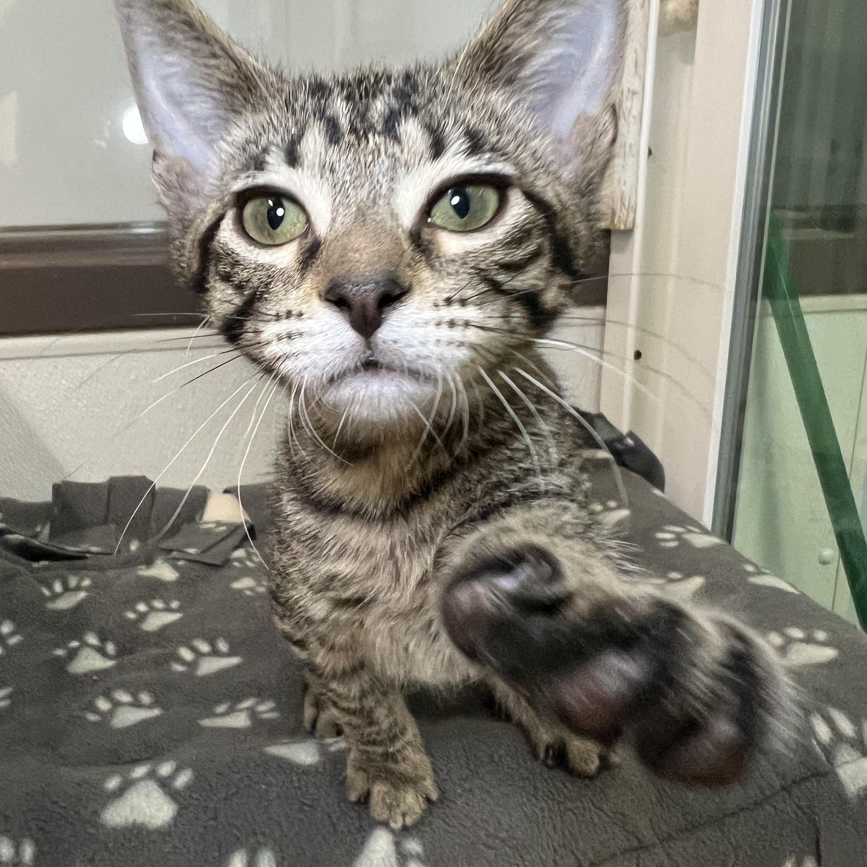 Johnny - At PetSmart in Mankato
