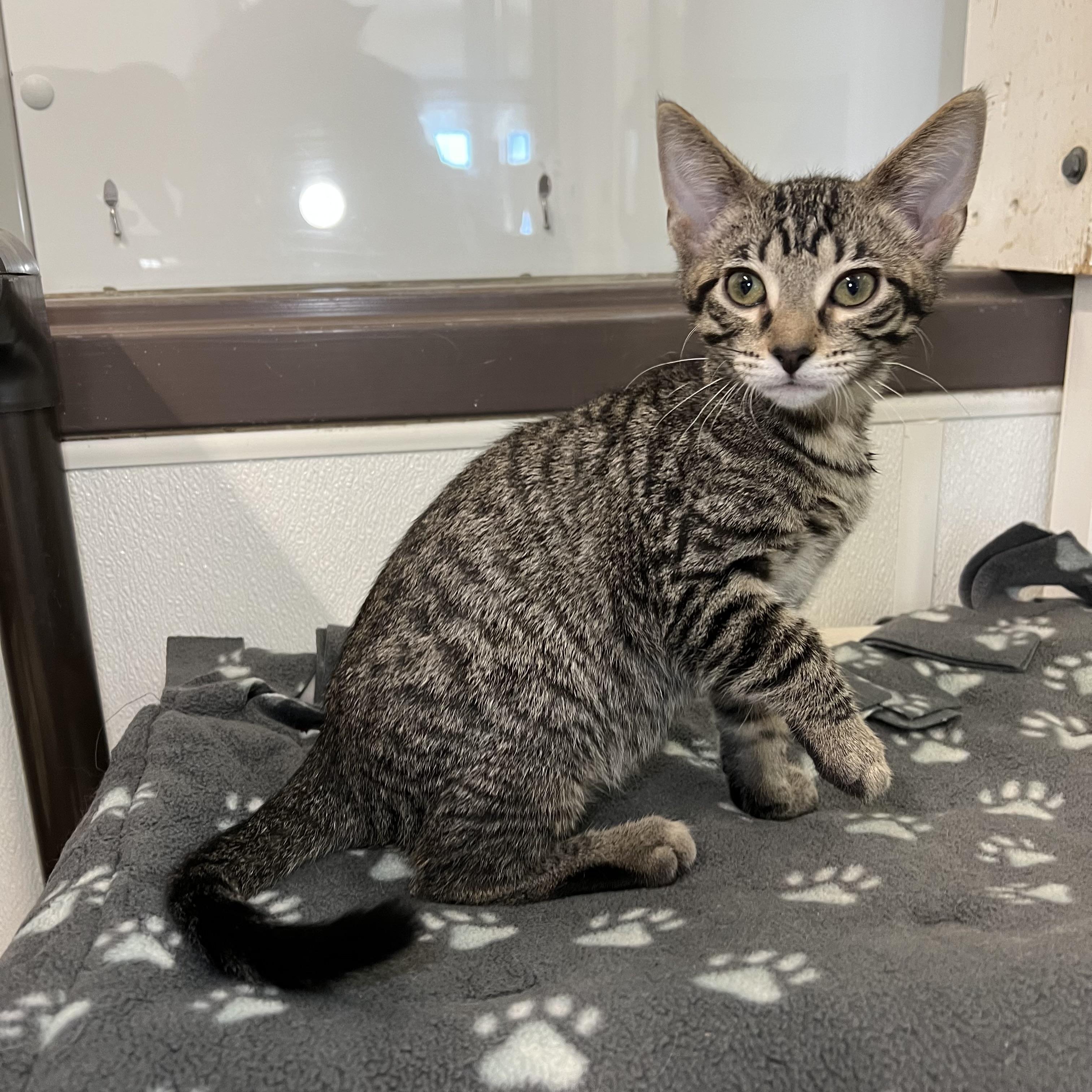 Johnny, a Adoptable Domestic Short Hair in Fairmont, MN image 5/6