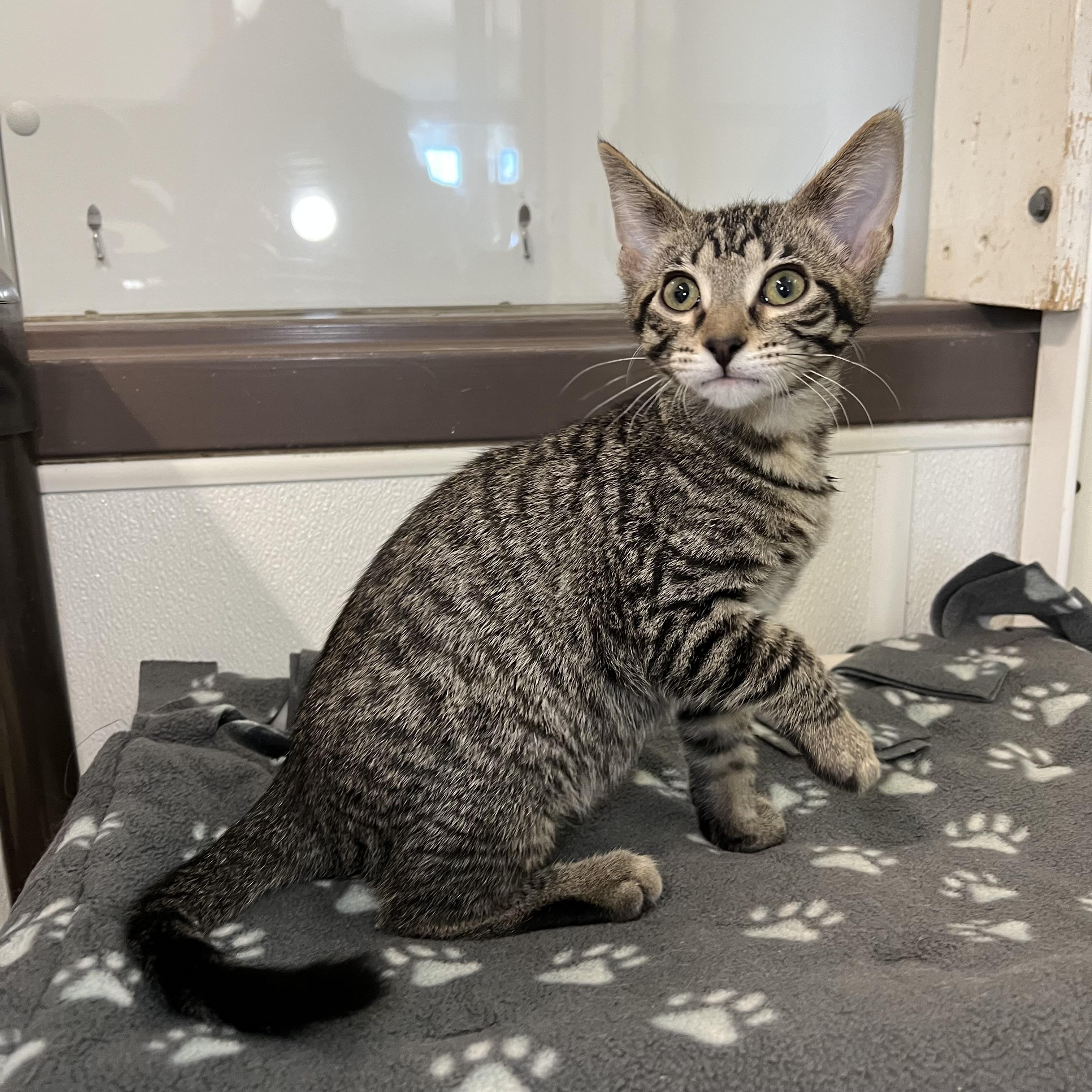 Johnny - At PetSmart in Mankato