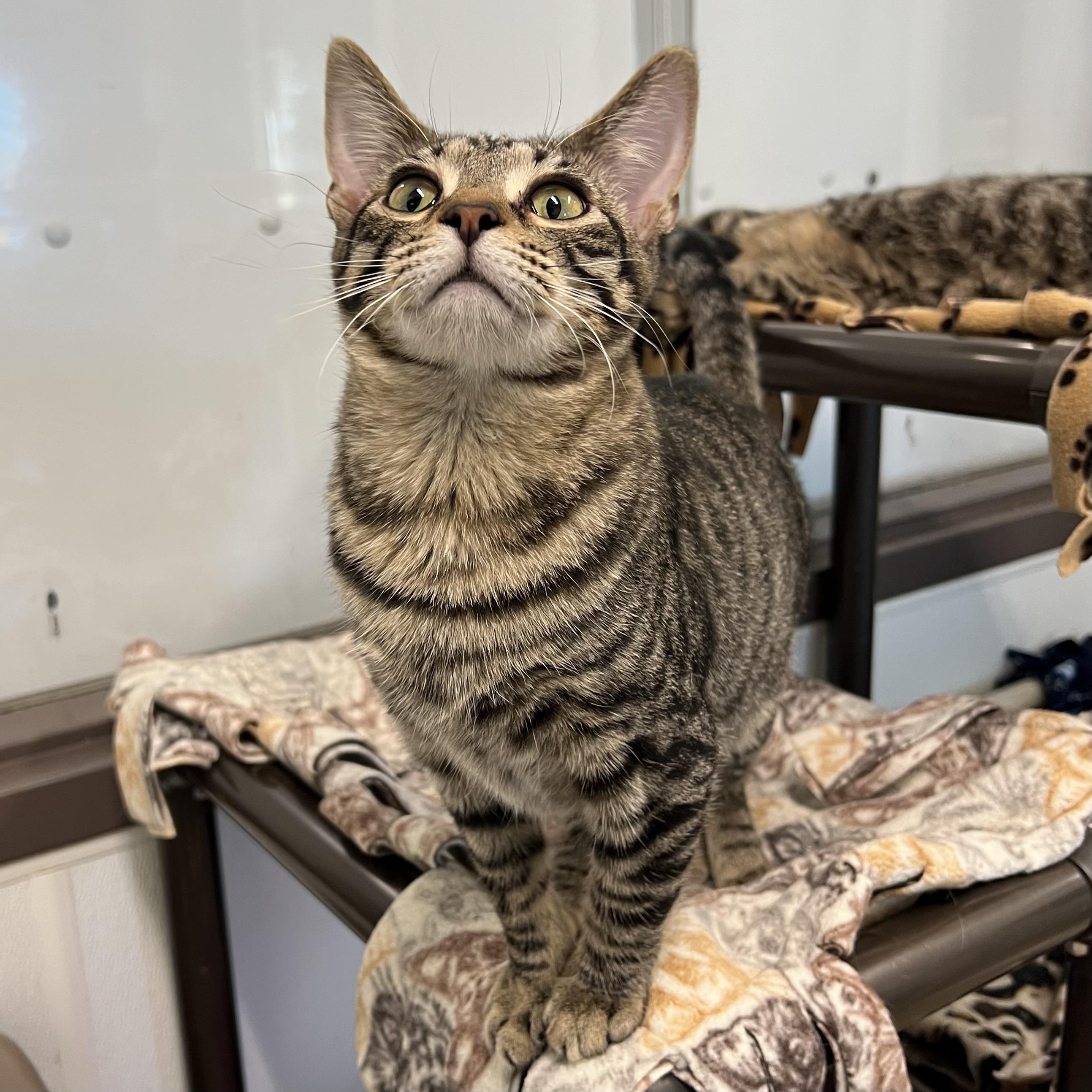 Johnny, a Adoptable Domestic Short Hair in Fairmont, MN image 1/6