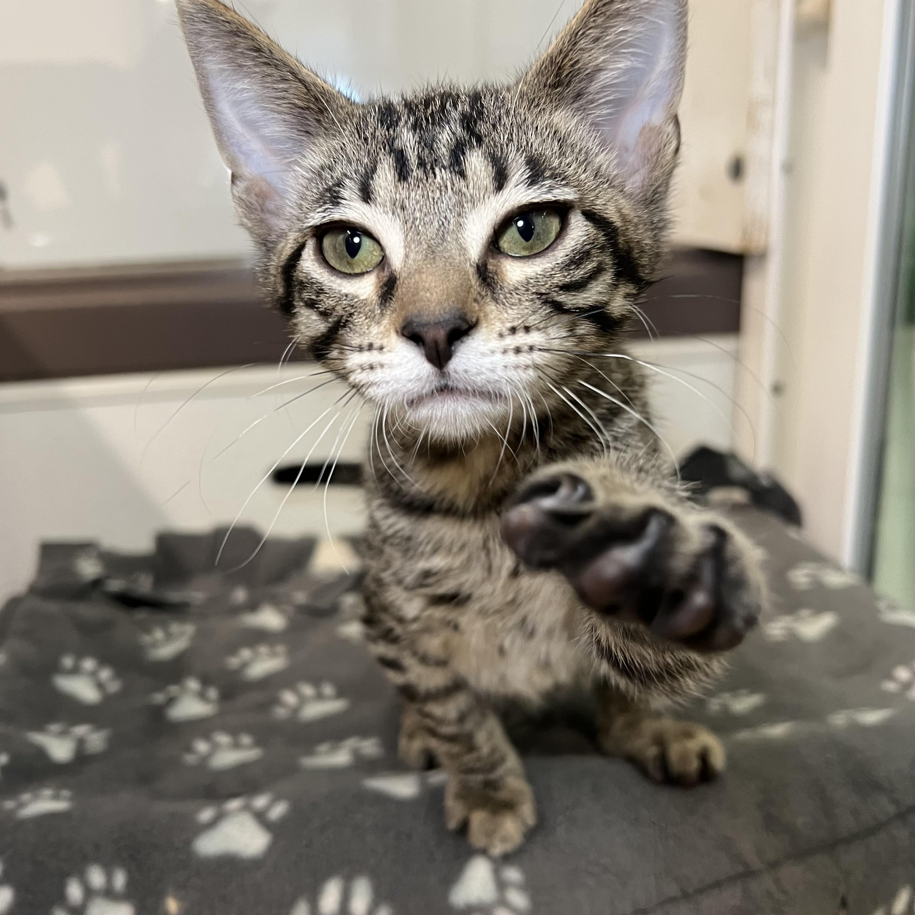 Johnny, a Adoptable Domestic Short Hair in Fairmont, MN image 6/6