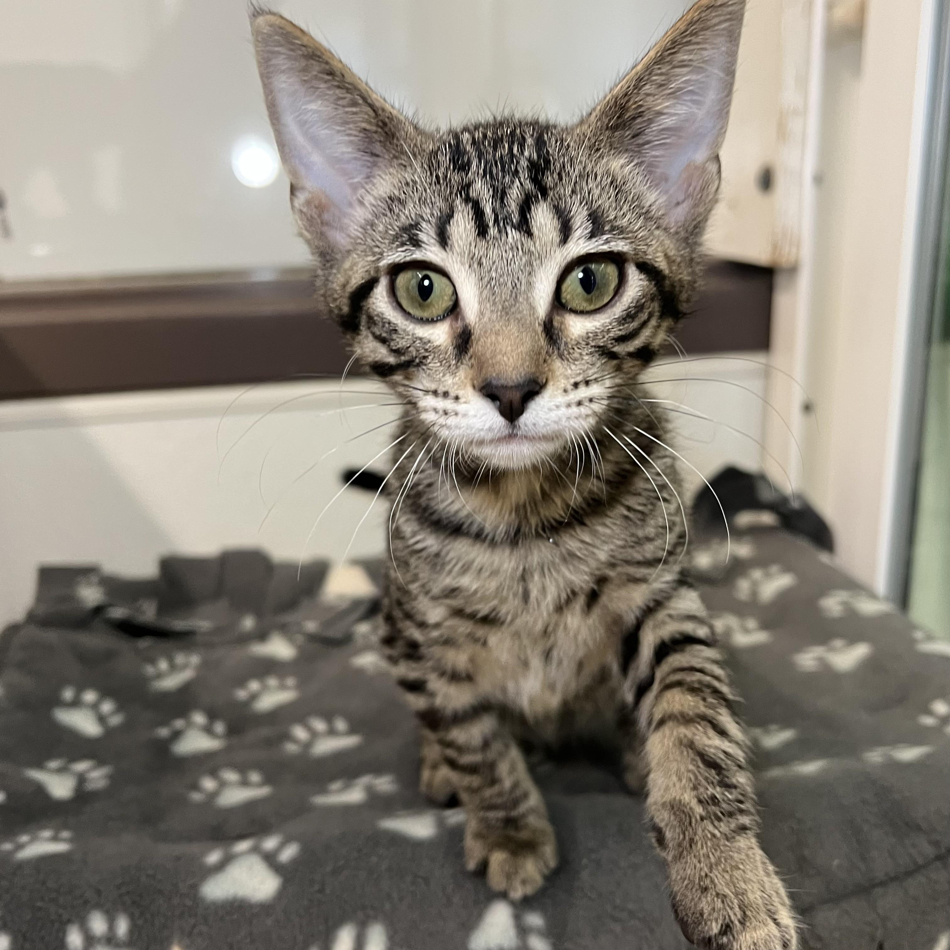 Johnny, a Adoptable Domestic Short Hair in Fairmont, MN image 4/6