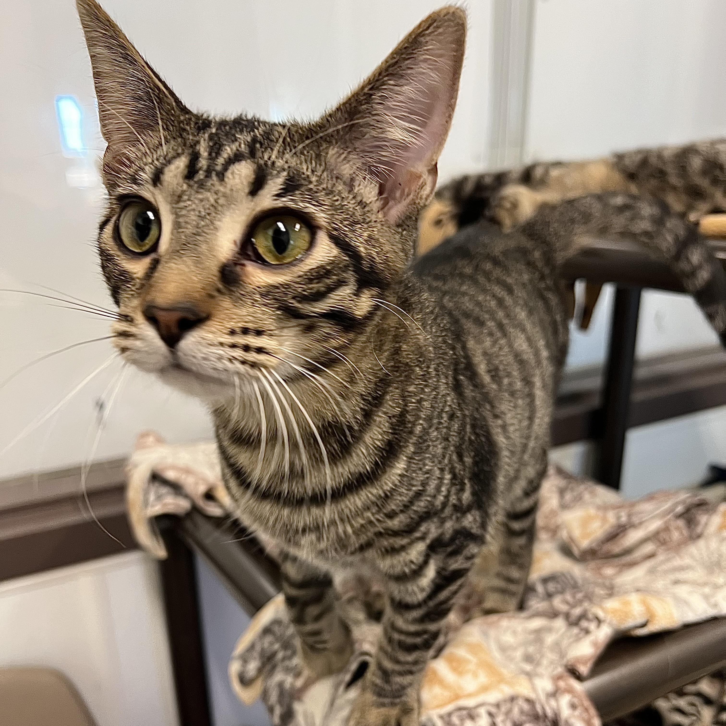 Johnny, a Adoptable Domestic Short Hair in Fairmont, MN image 2/6