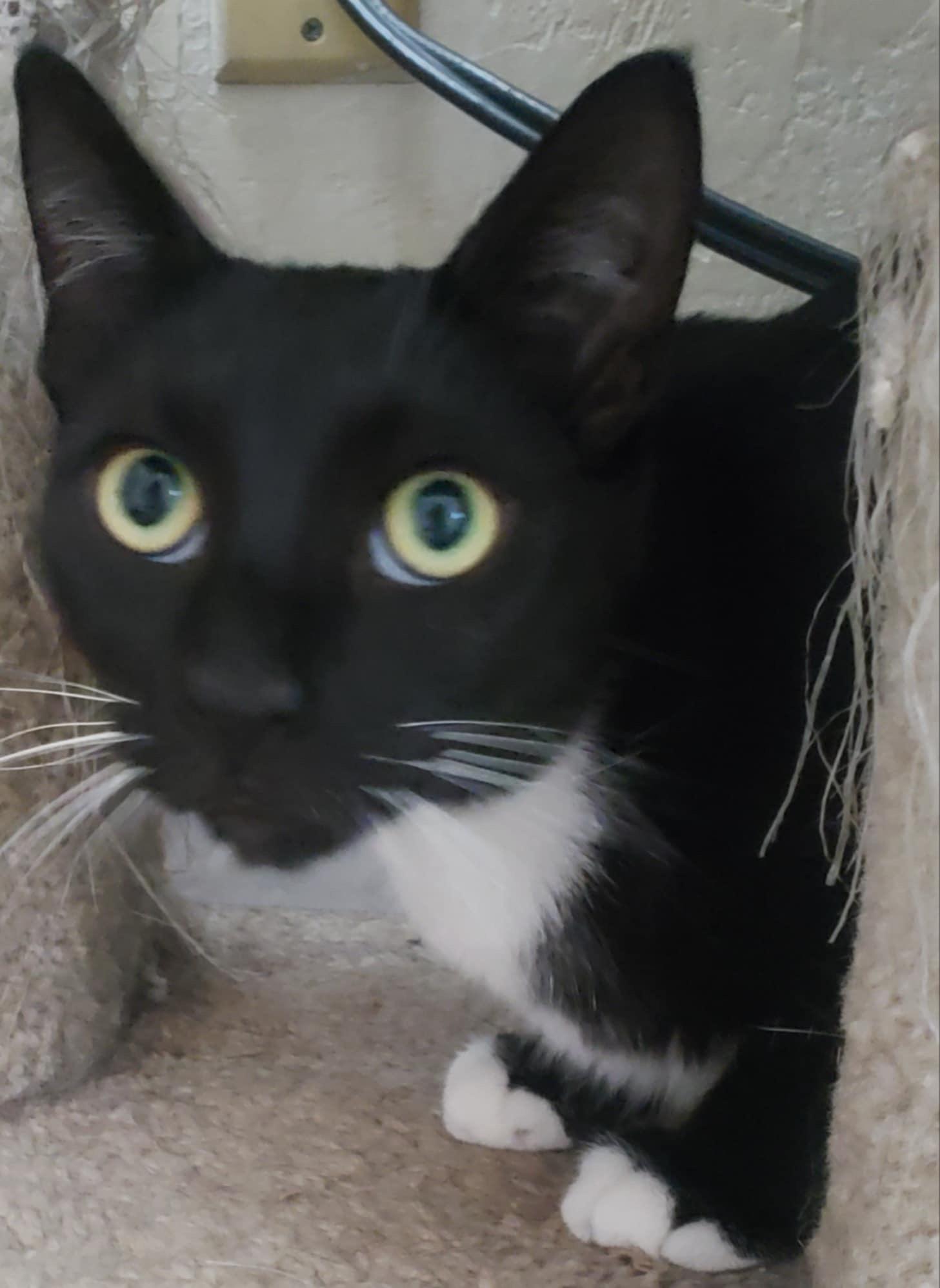 Enlarge Fernando, a Adoptable Domestic Short Hair in San Jose, CA image 4/6