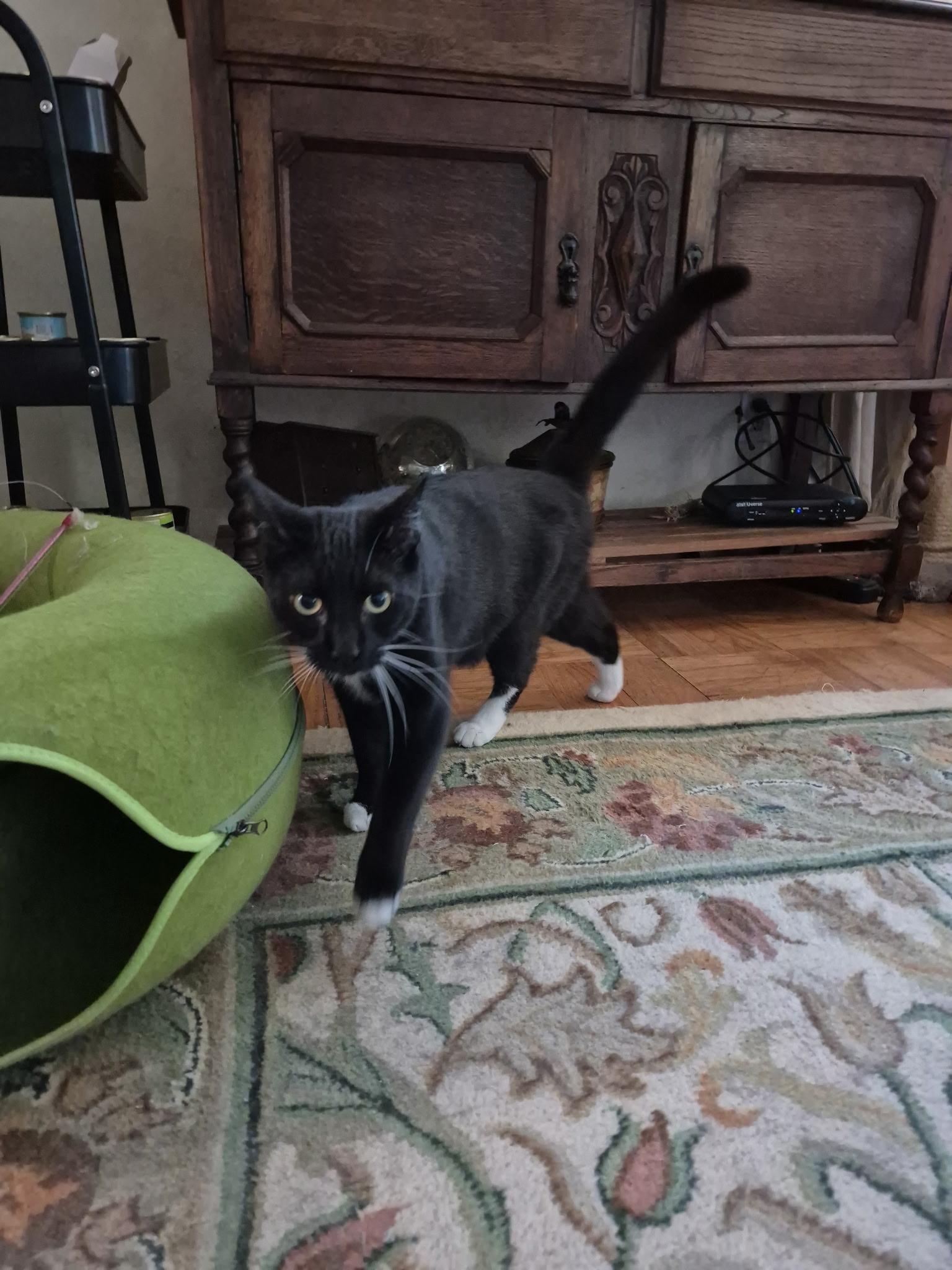 Enlarge Fernando, a Adoptable Domestic Short Hair in San Jose, CA image 1/6