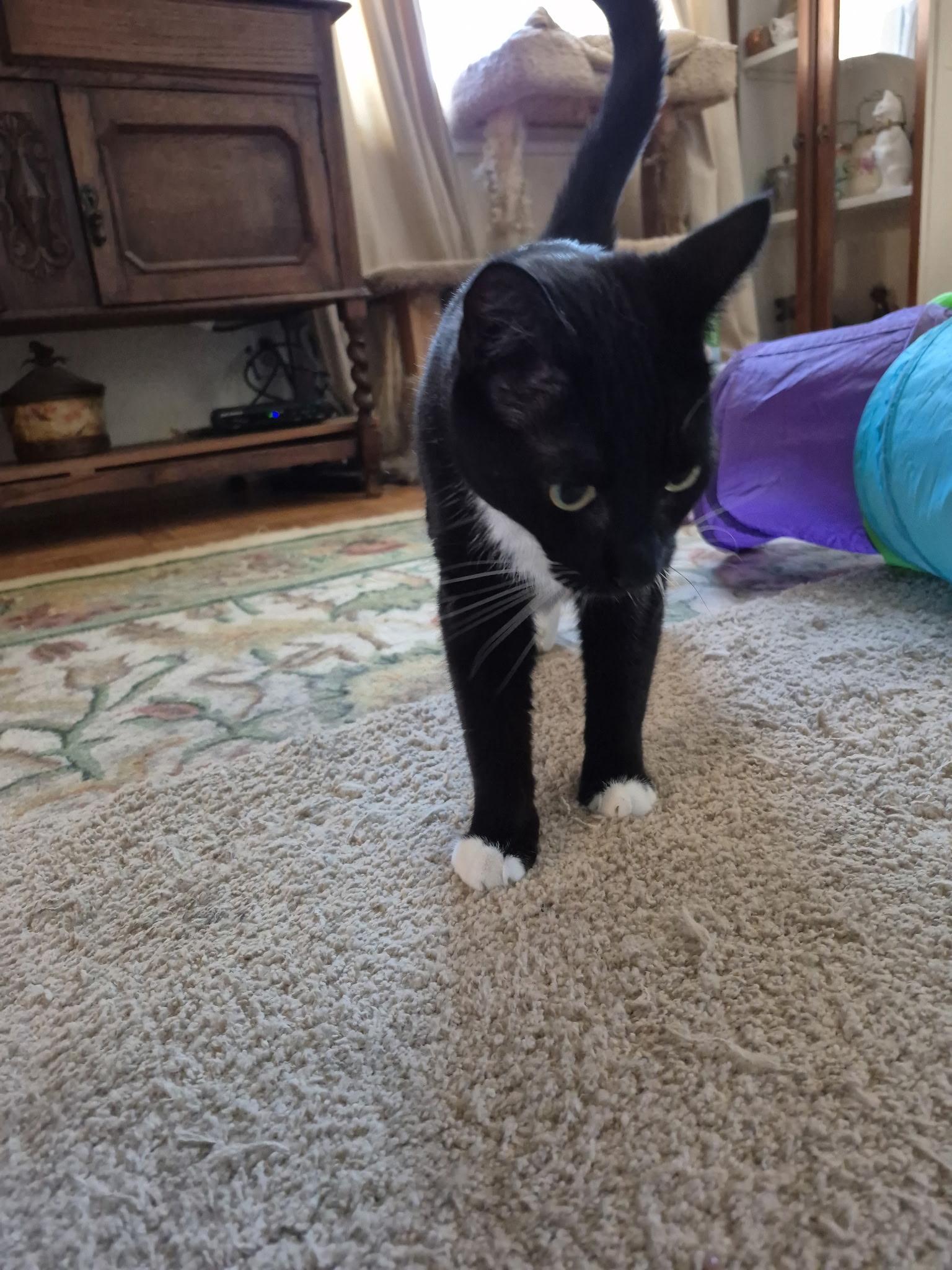 Enlarge Fernando, a Adoptable Domestic Short Hair in San Jose, CA image 2/6