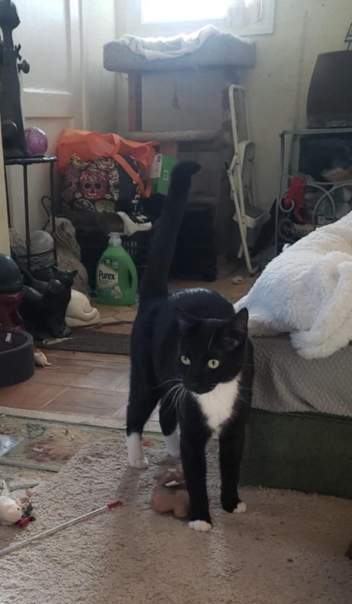 Enlarge Fernando, a Adoptable Domestic Short Hair in San Jose, CA image 5/6