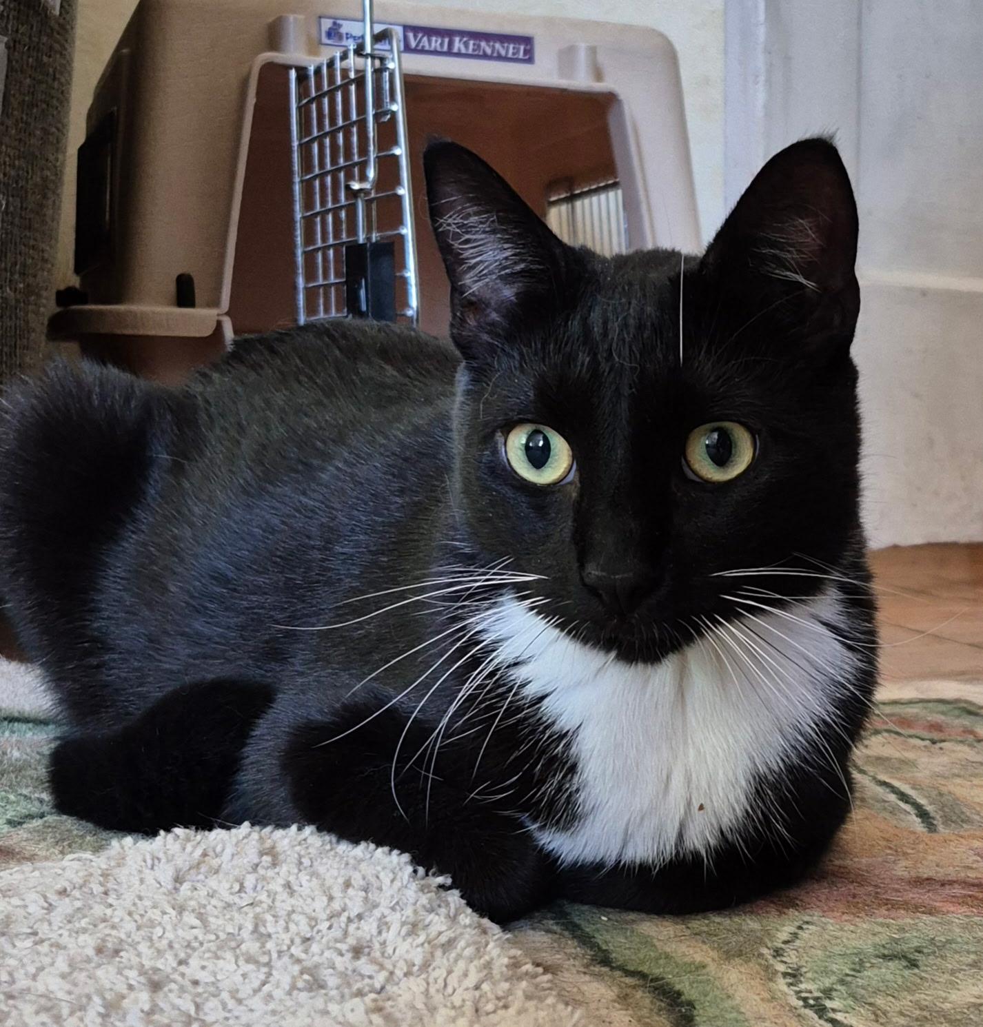 Enlarge Fernando, a Adoptable Domestic Short Hair in San Jose, CA image 3/6