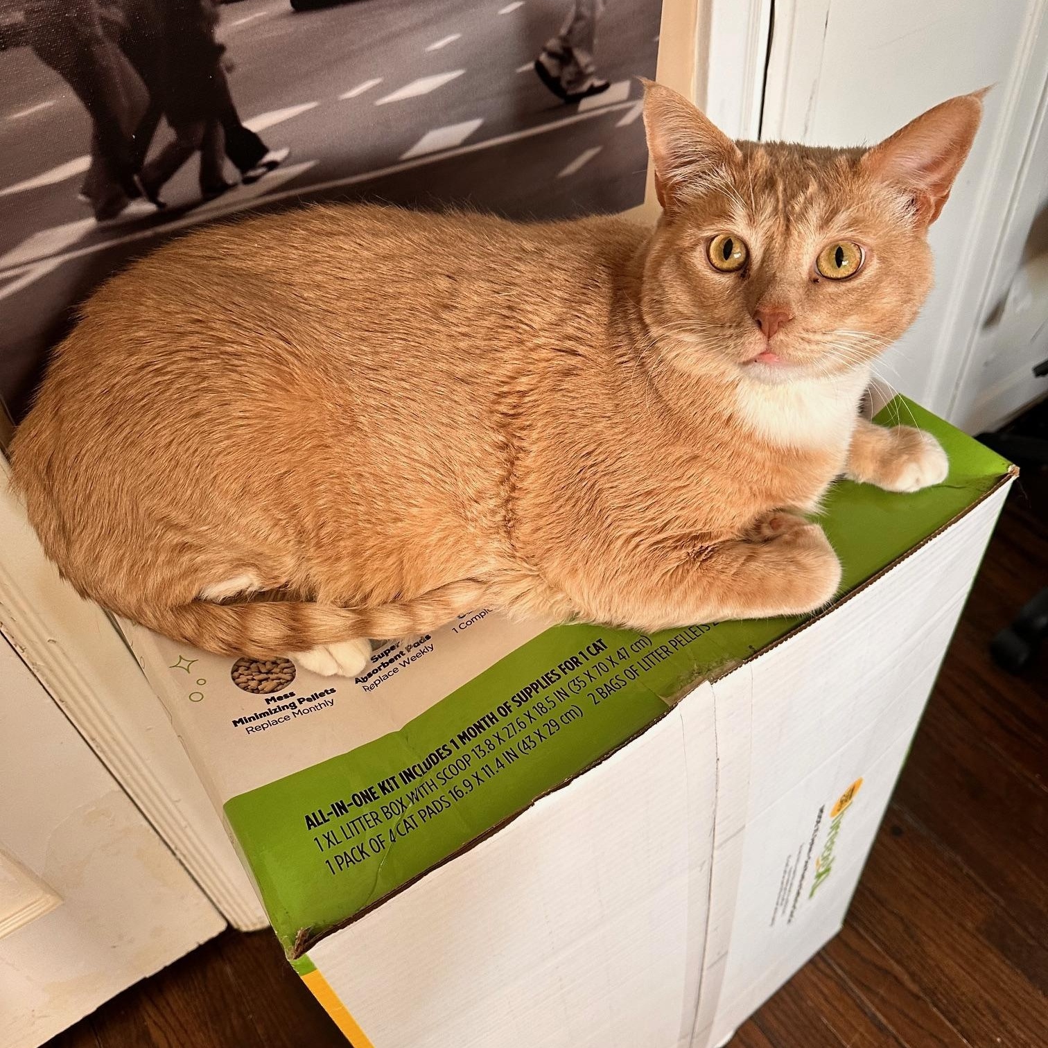 Pumpkin, Adoptable, Adult Male American Shorthair.