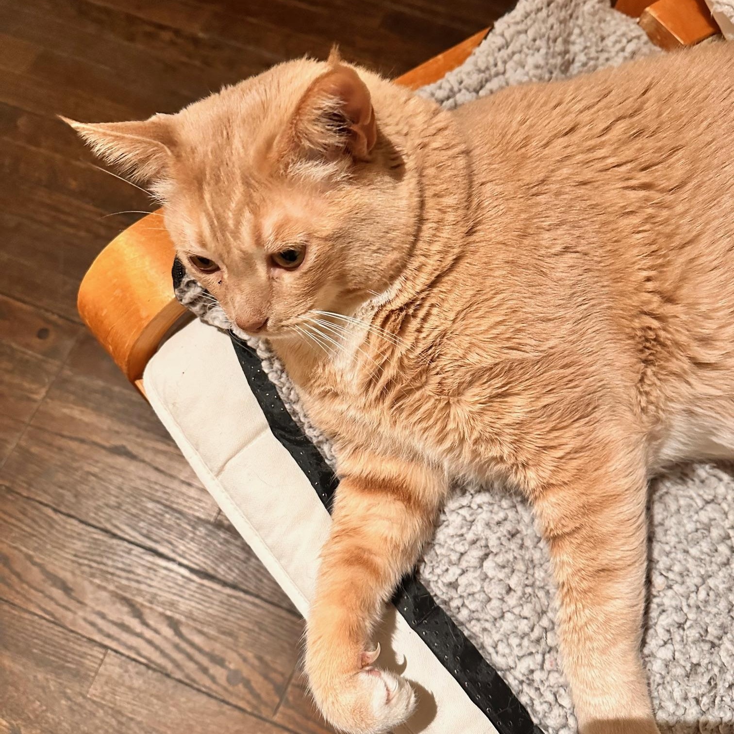 Pumpkin, Adoptable, Adult Male American Shorthair.