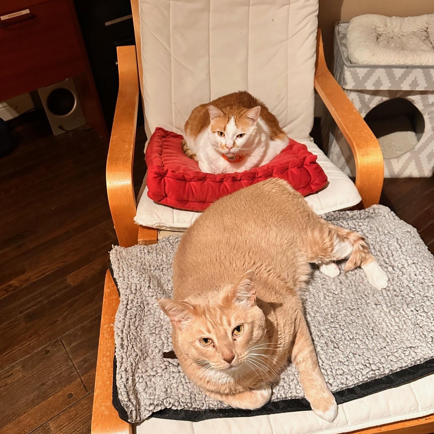 Pumpkin, a Adoptable American Shorthair in North Hollywood, CA image 4/5