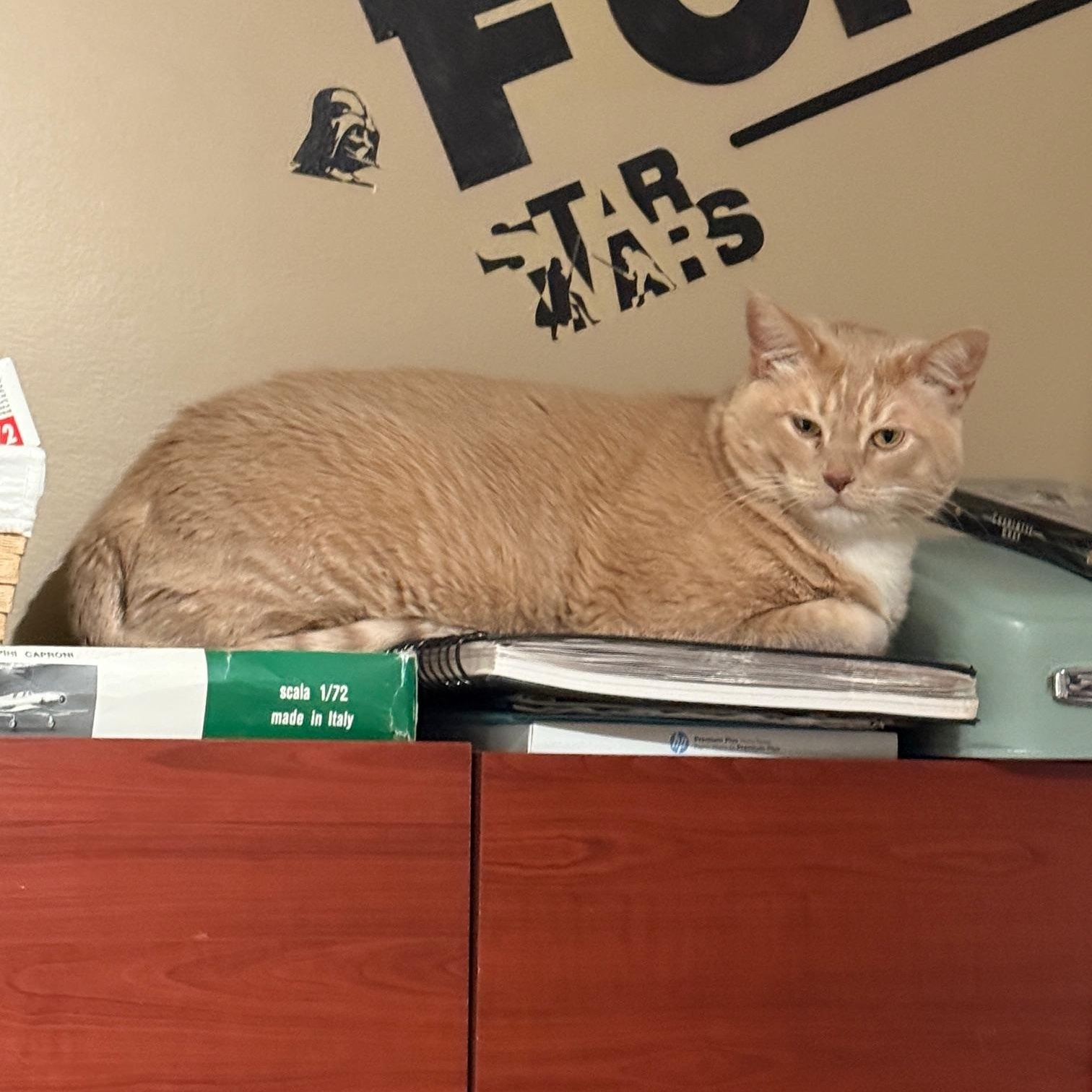 Pumpkin, a Adoptable American Shorthair in North Hollywood, CA image 5/5