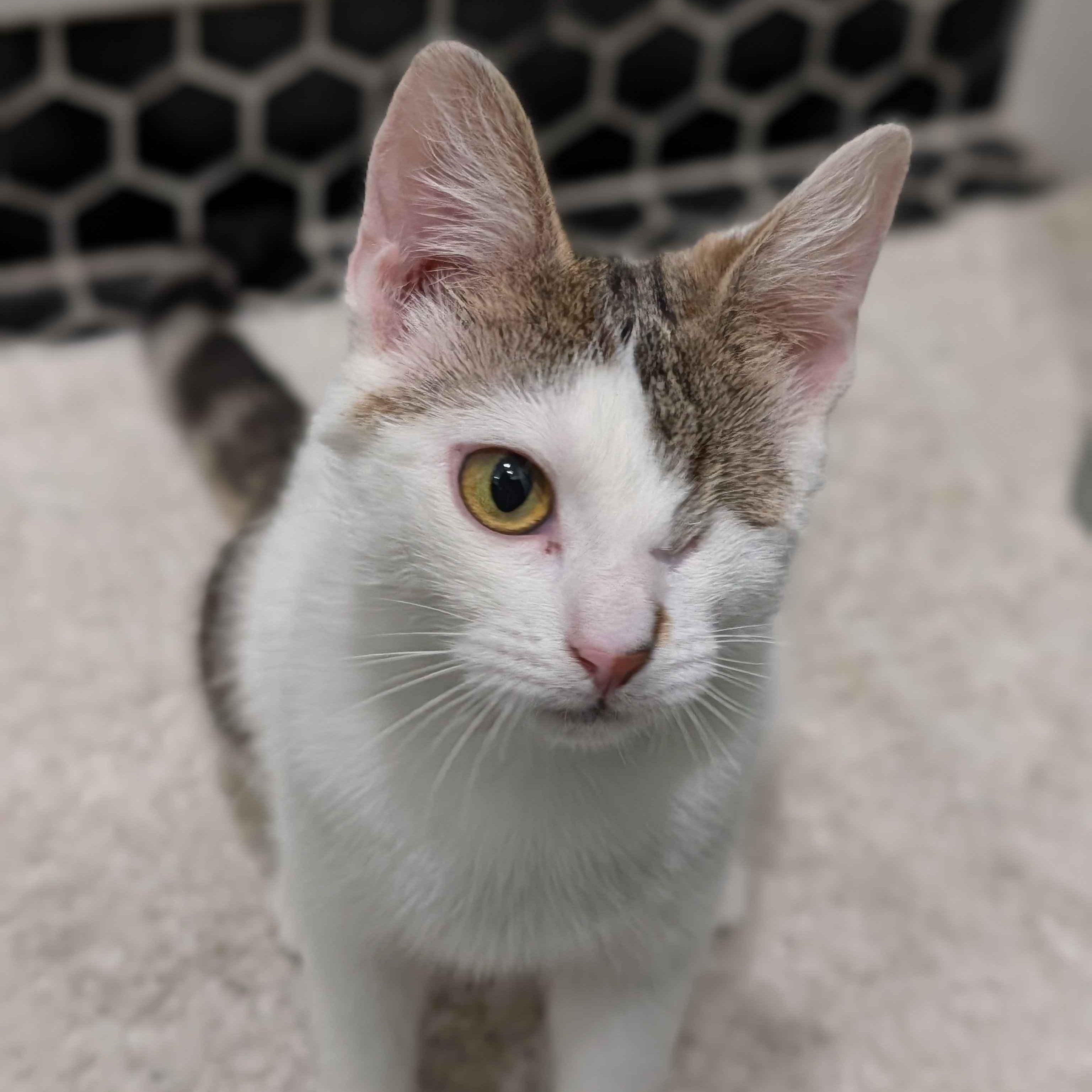 Enlarge Lychee, a ADOPTABLE Domestic Short Hair in Weehawken, NJ image 1/6