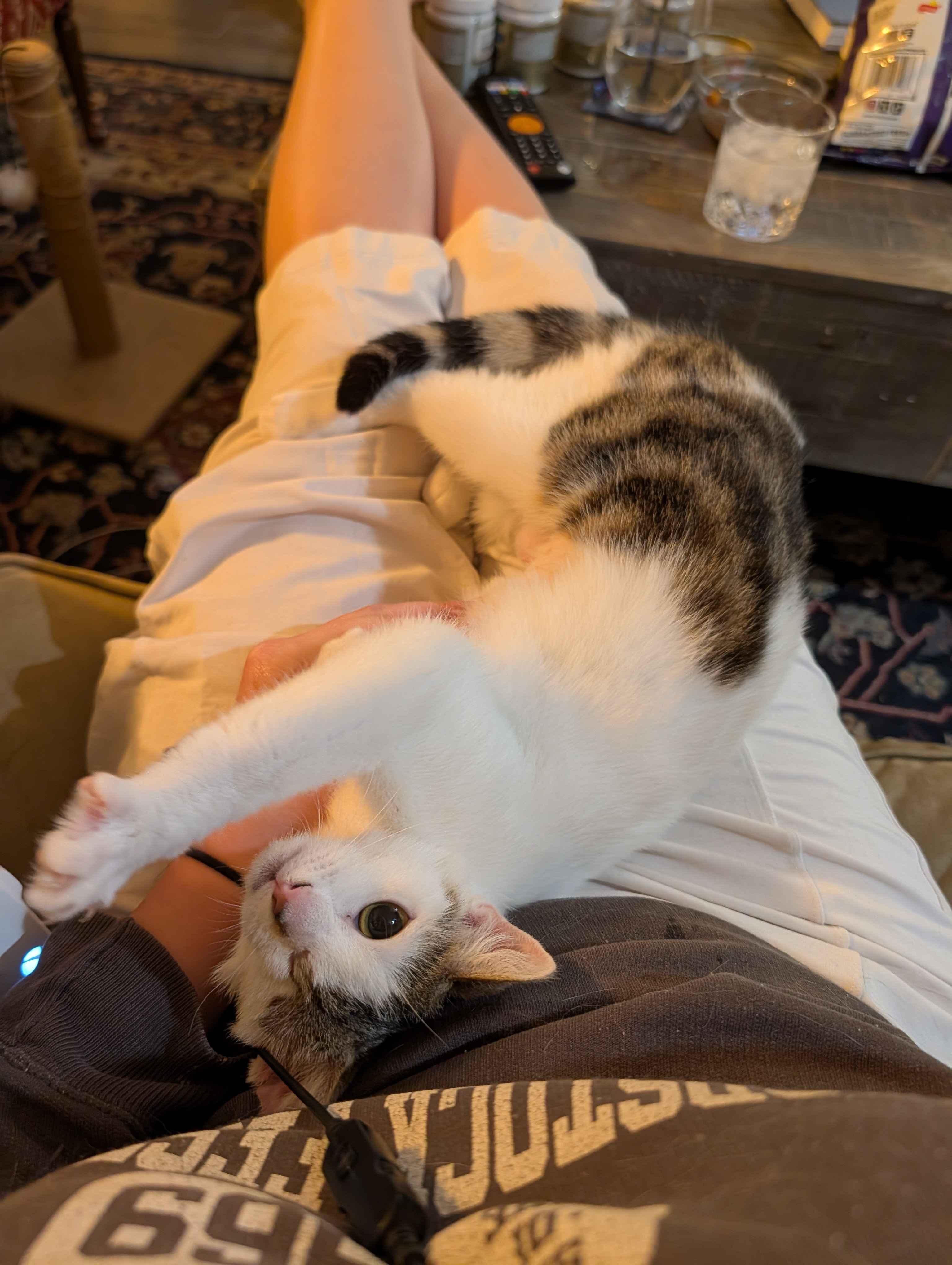 Enlarge Lychee, a ADOPTABLE Domestic Short Hair in Weehawken, NJ image 4/6